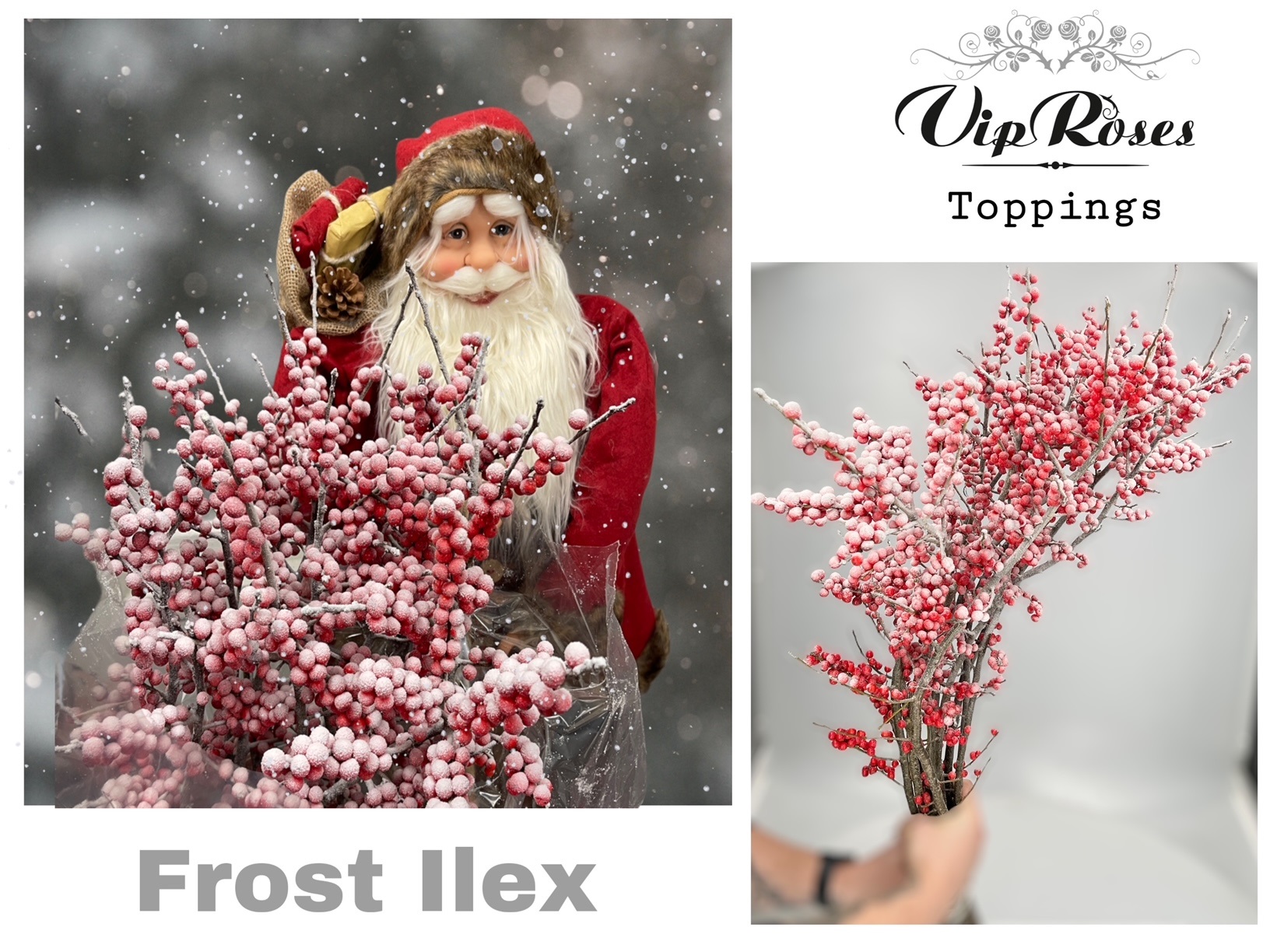 Ilex Dyed Frosty 70cm