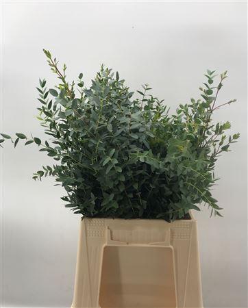 Euca Parvifolia C 150