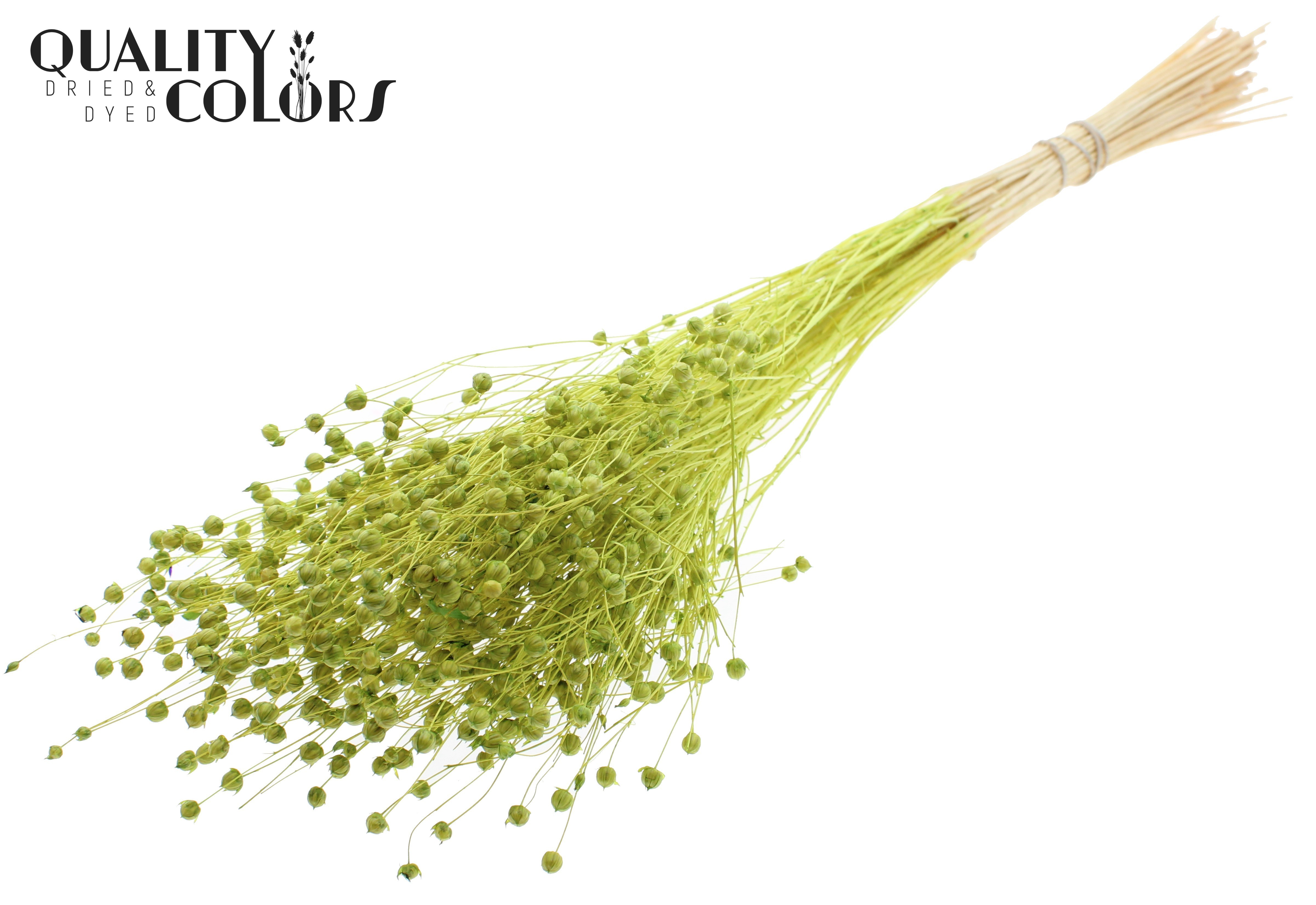 Lino Flax Intense Light Green Per Bunch 70cm