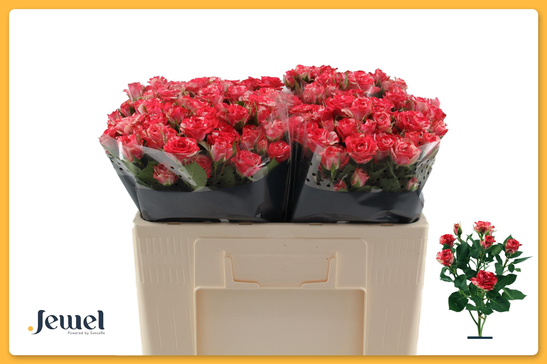Rosa Spr Fireworks 50cm