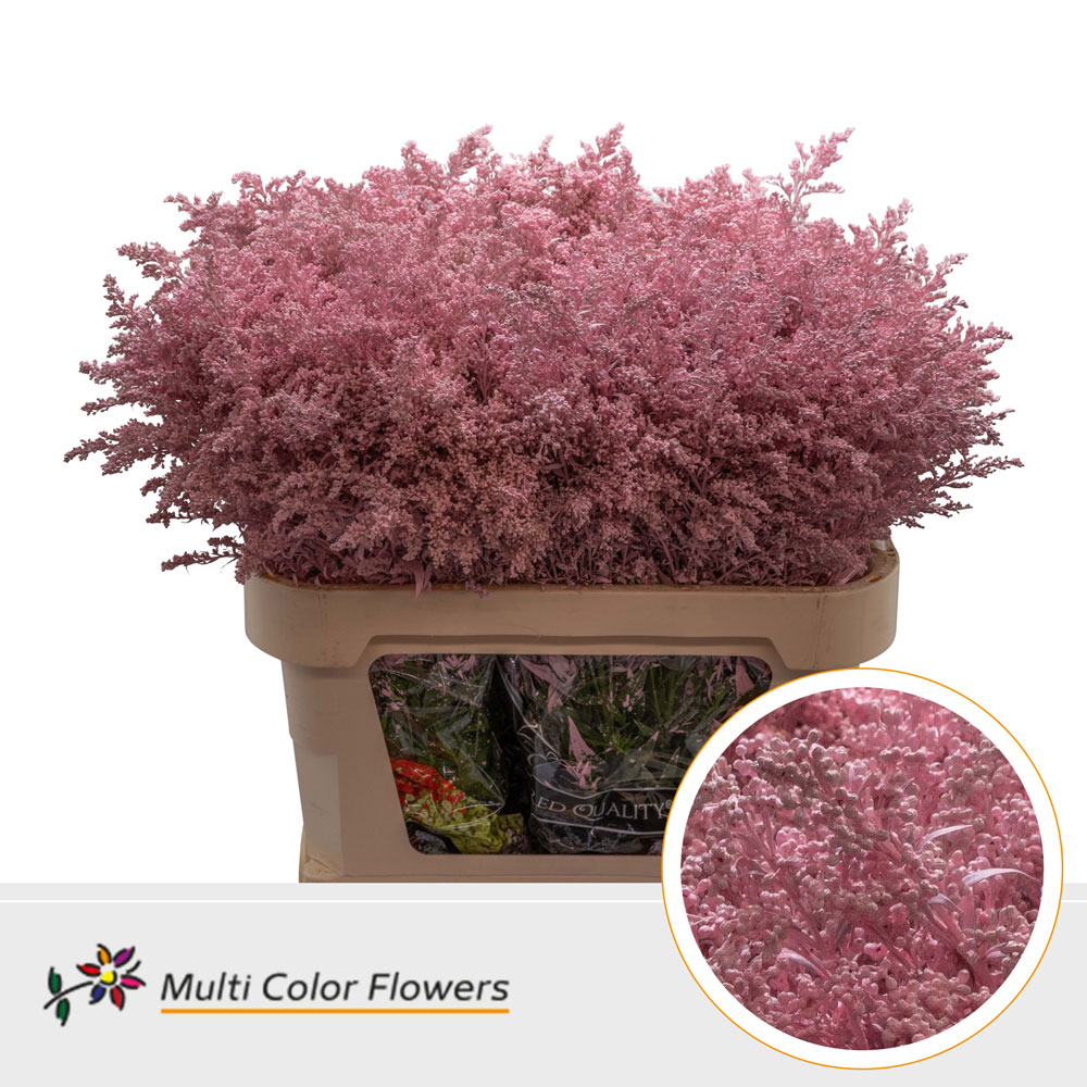 Solidago Rose Licht