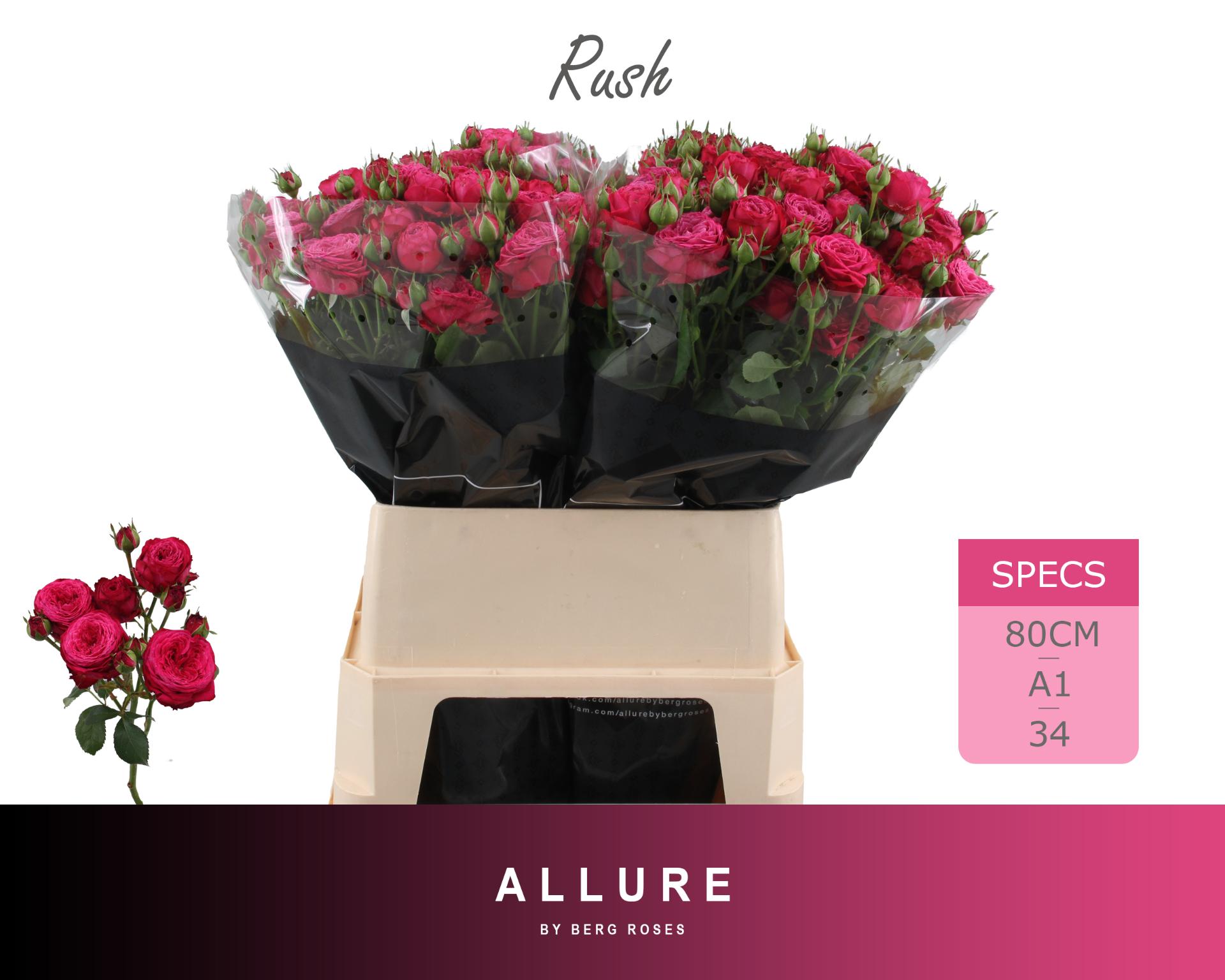 Rosa Spray Rush 80cm