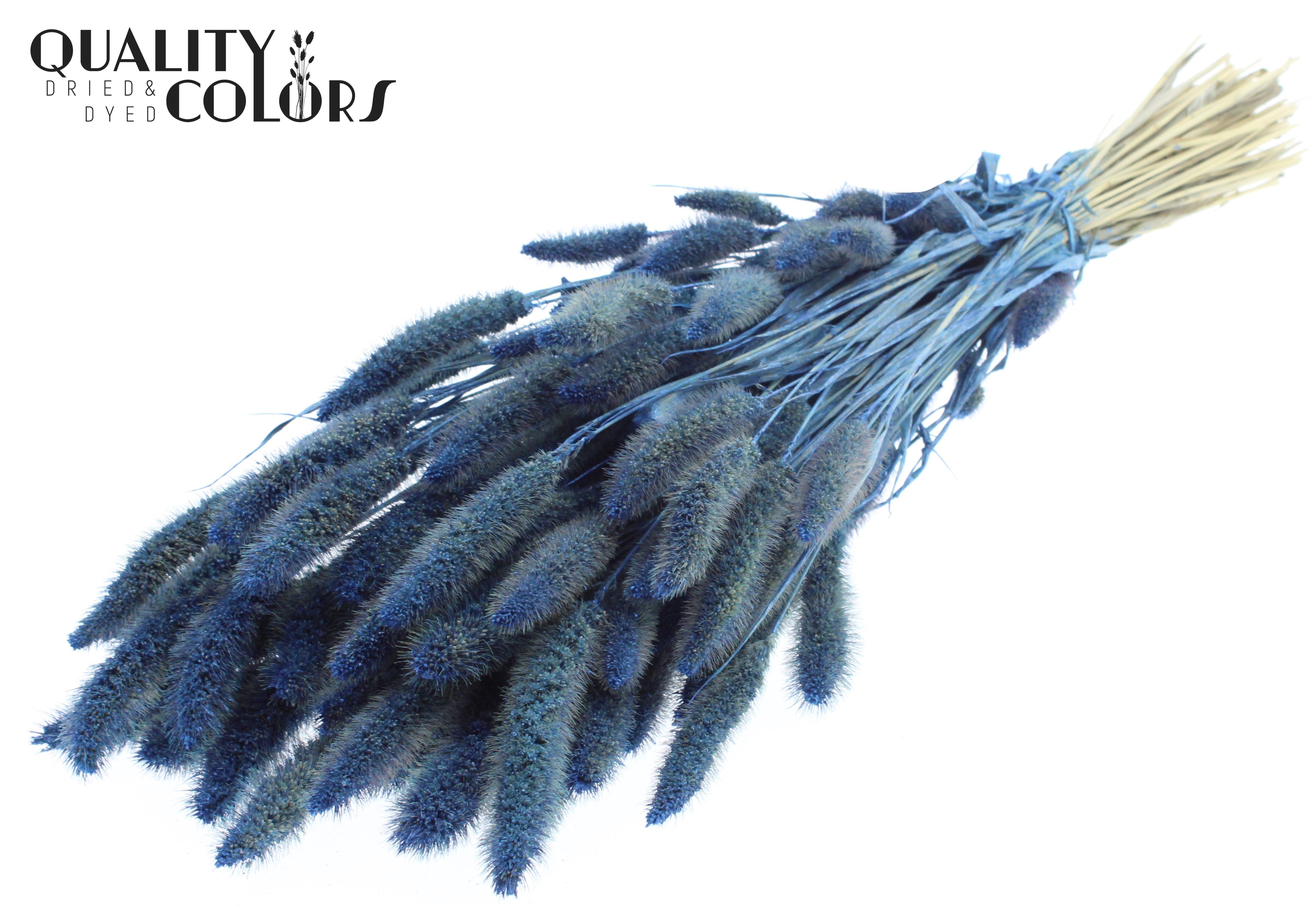 Setaria Pearl Blue Per Bunch 70cm