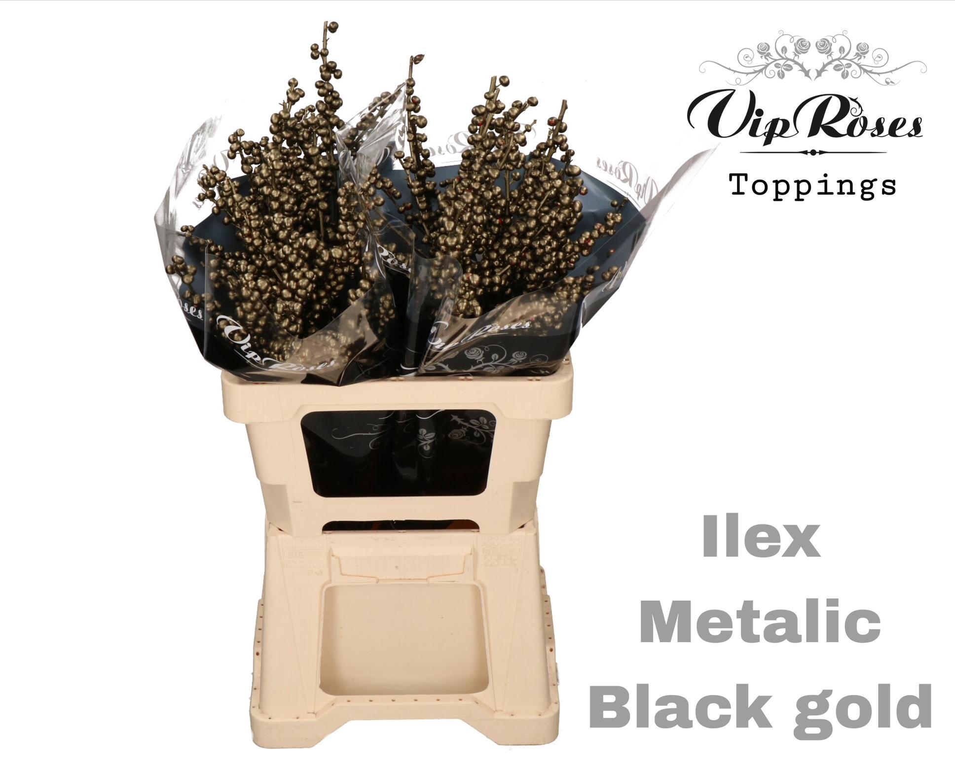 Ilex Dyed Frosty 60cm