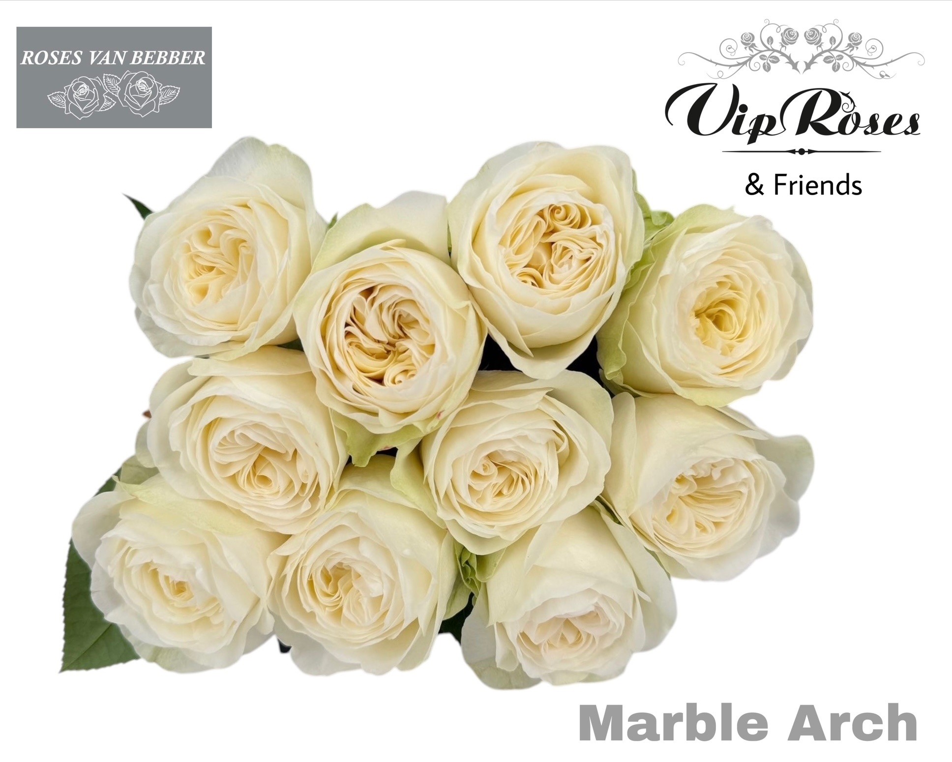 R Gr Marble Arch