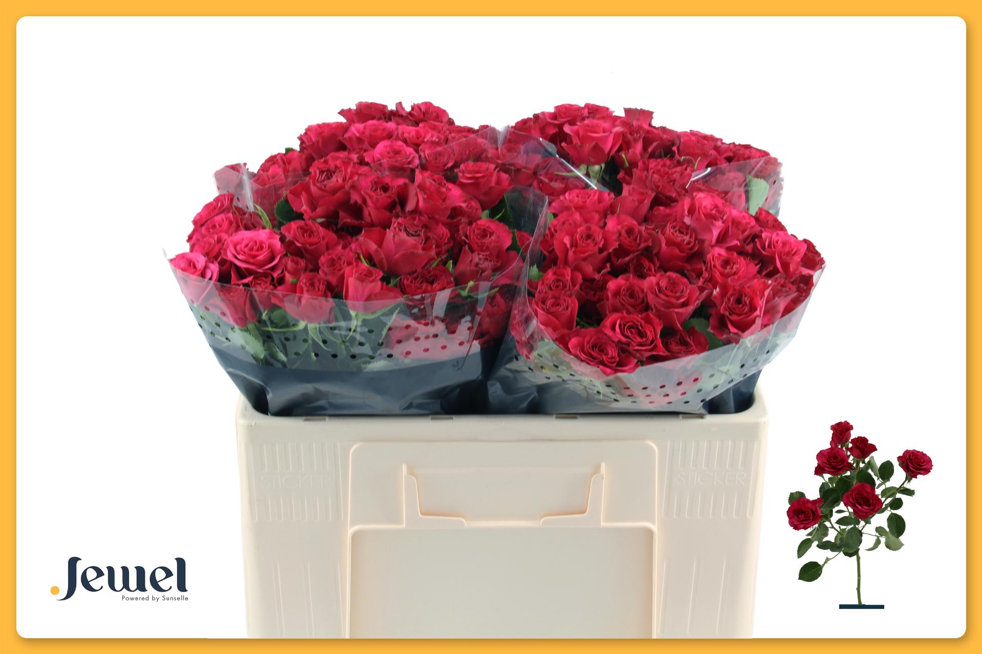 Rosa Spr Roseberry 50cm