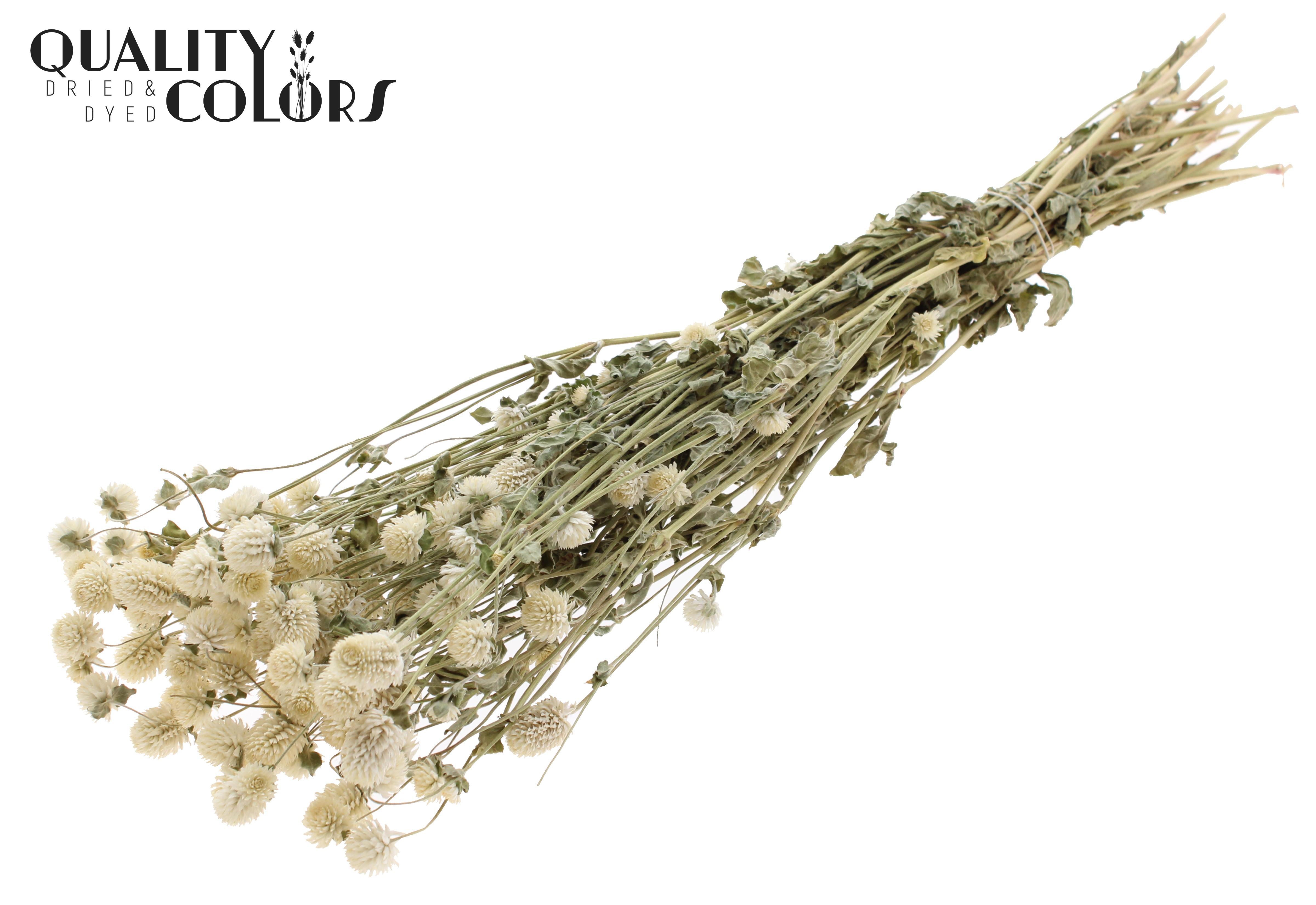 Gomphrena Globosa Natural White Per Bunch 60cm