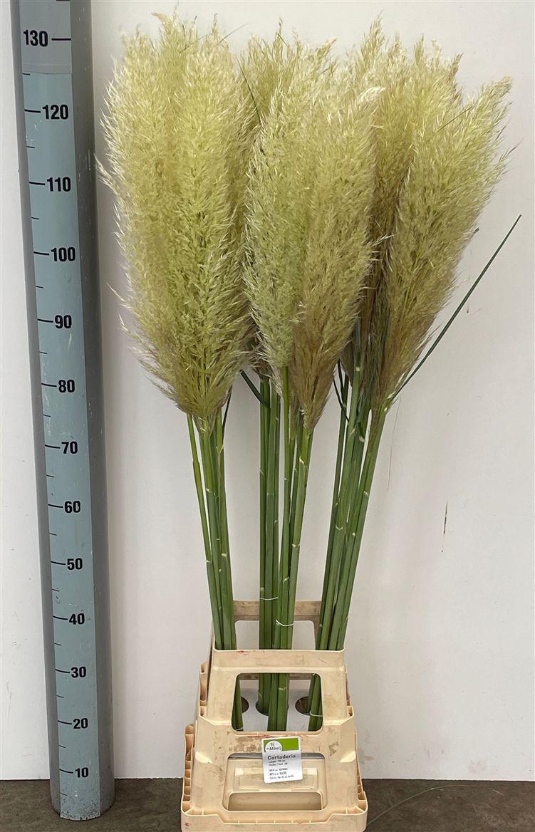 Cortaderia