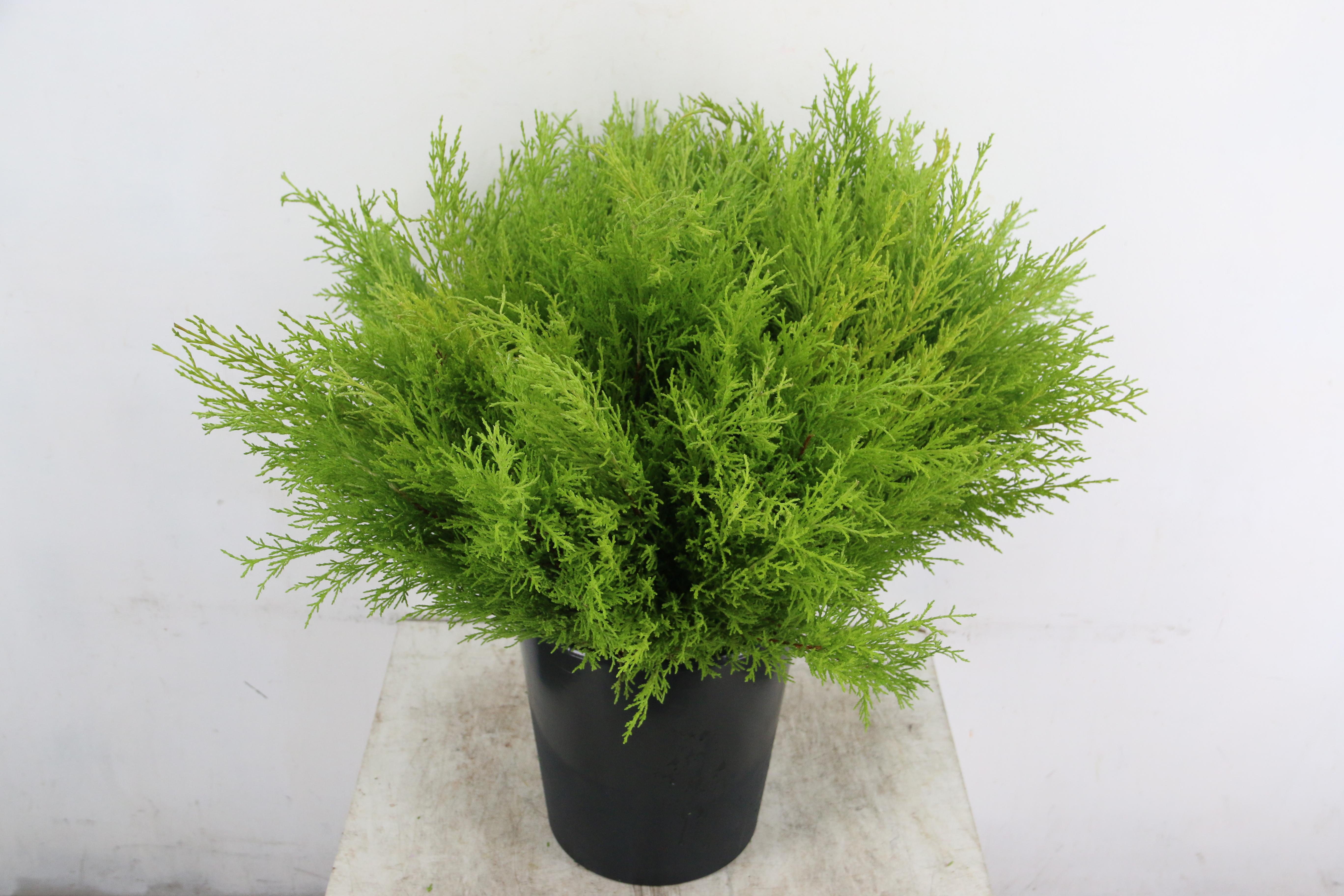 Coniferen Green 50cm