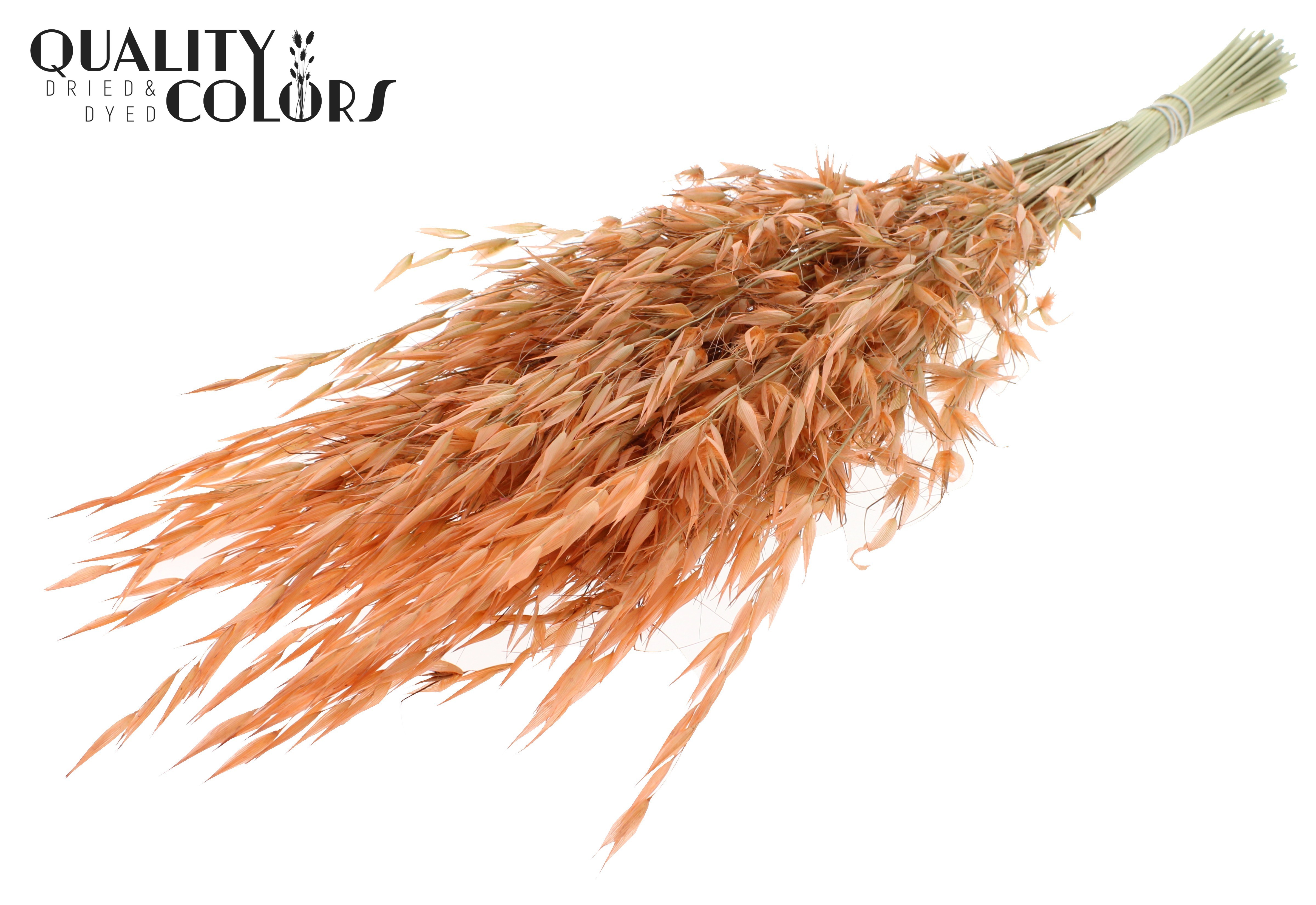 Avena Frosted Salmon Per Bunch 70cm