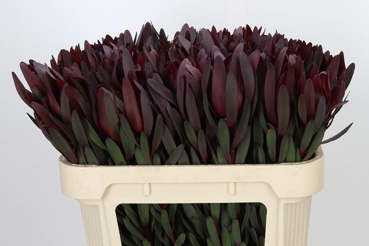 Leucadendron Saf Sunset Dark R.