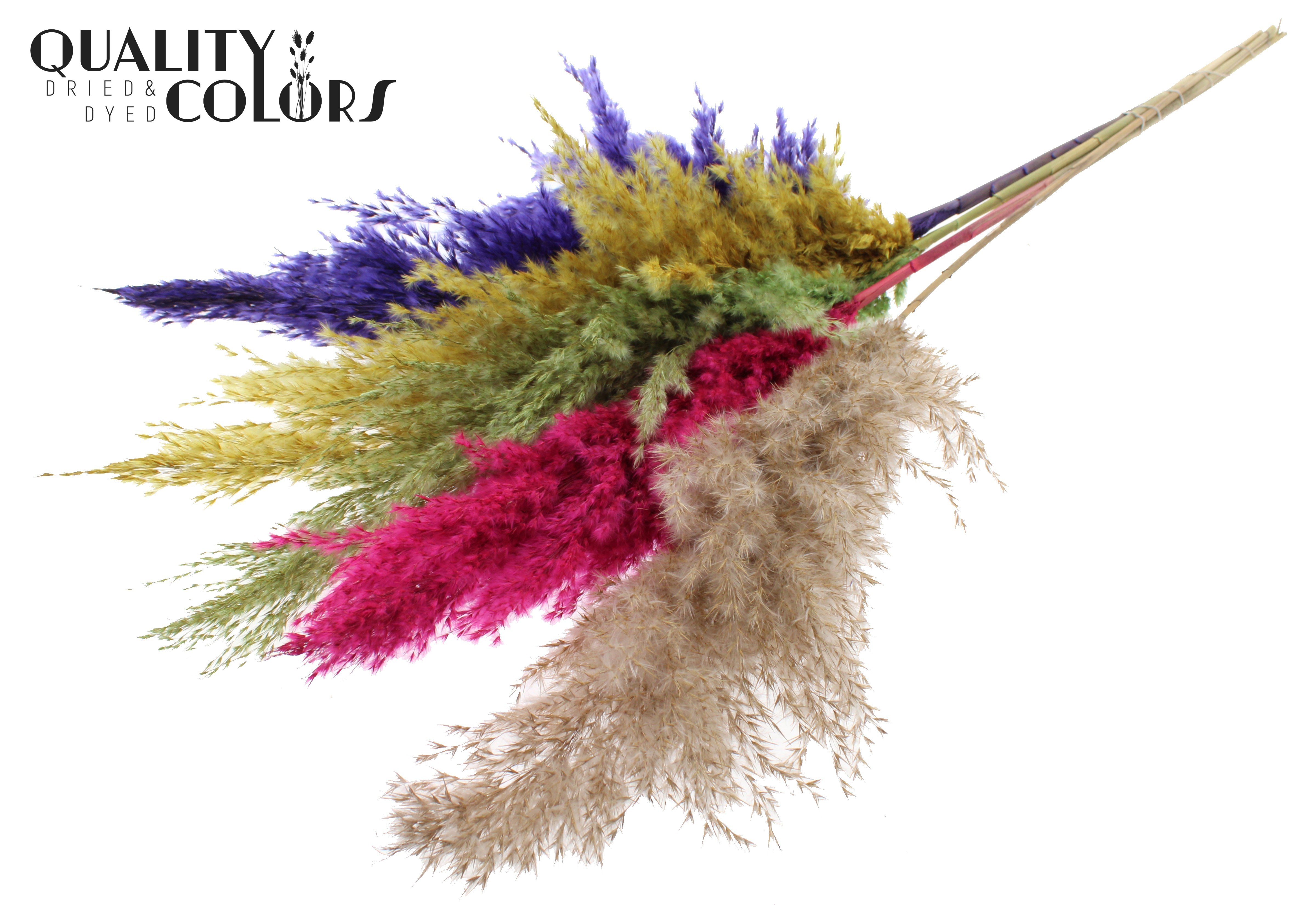 Pampas Grass Colourful 2 Per Bunch 100cm