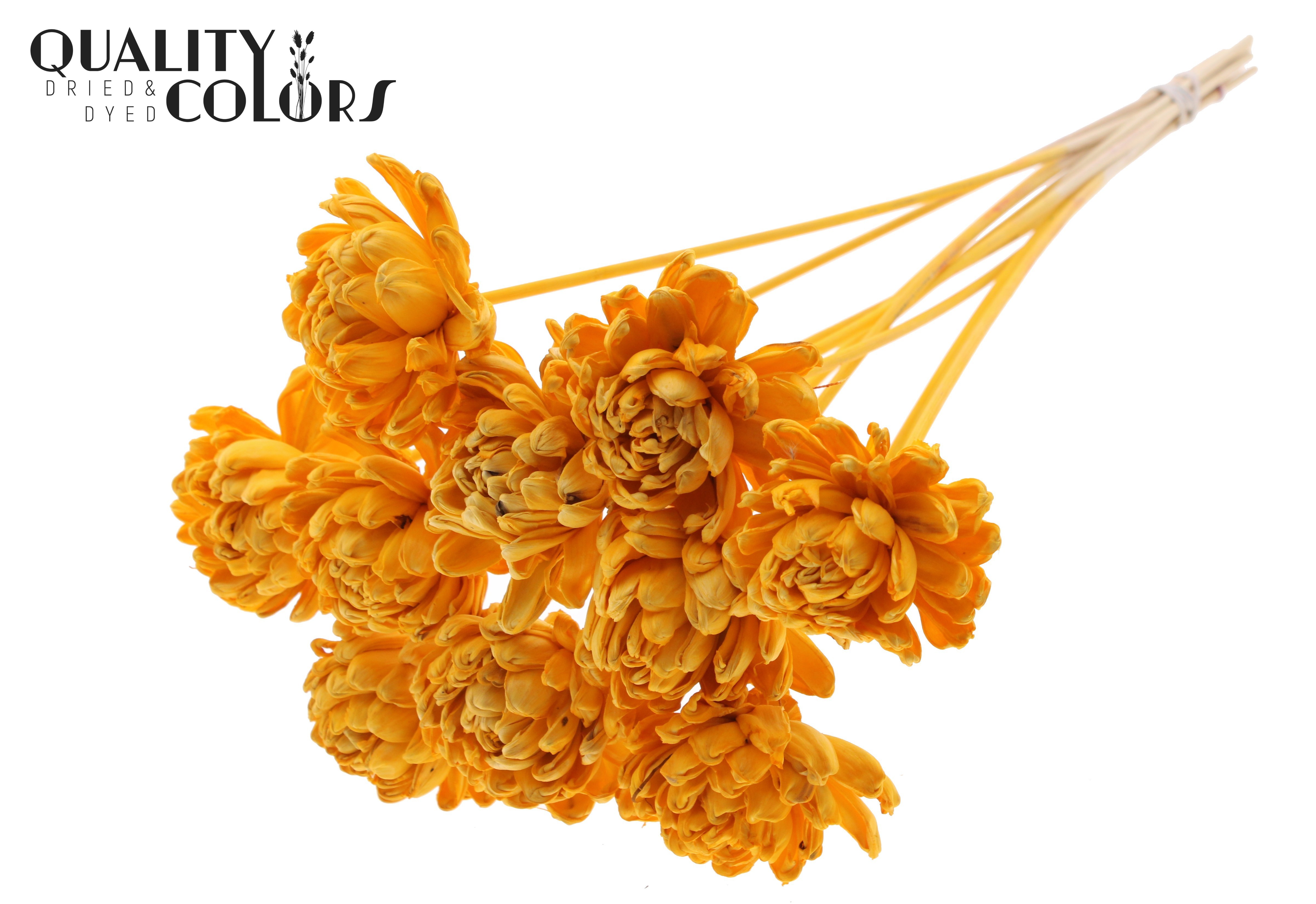 Shola Beauty Rose Apricot 50cm