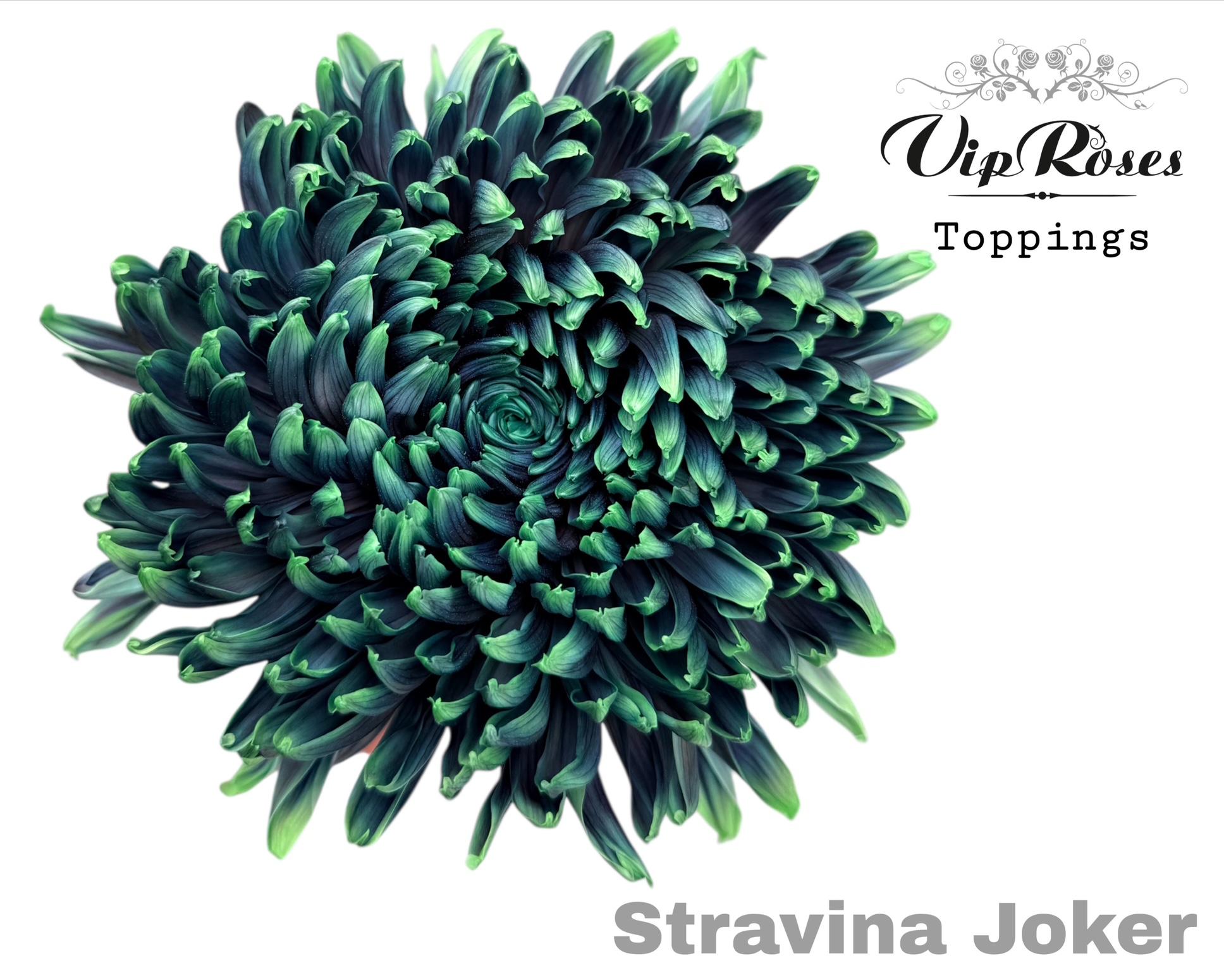 Chr G Stravina Joker 65 cm