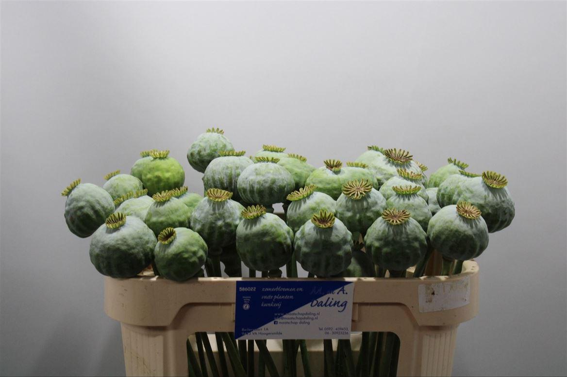 Papaver Bal Xl