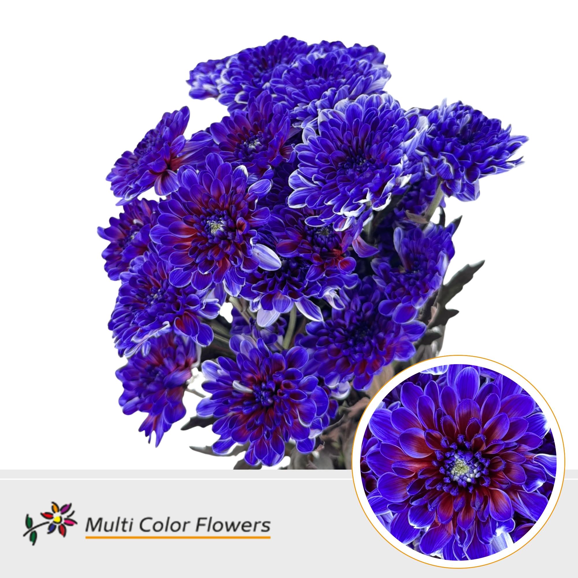 Chrysanth Spray Painted Altaj Expression 60cm