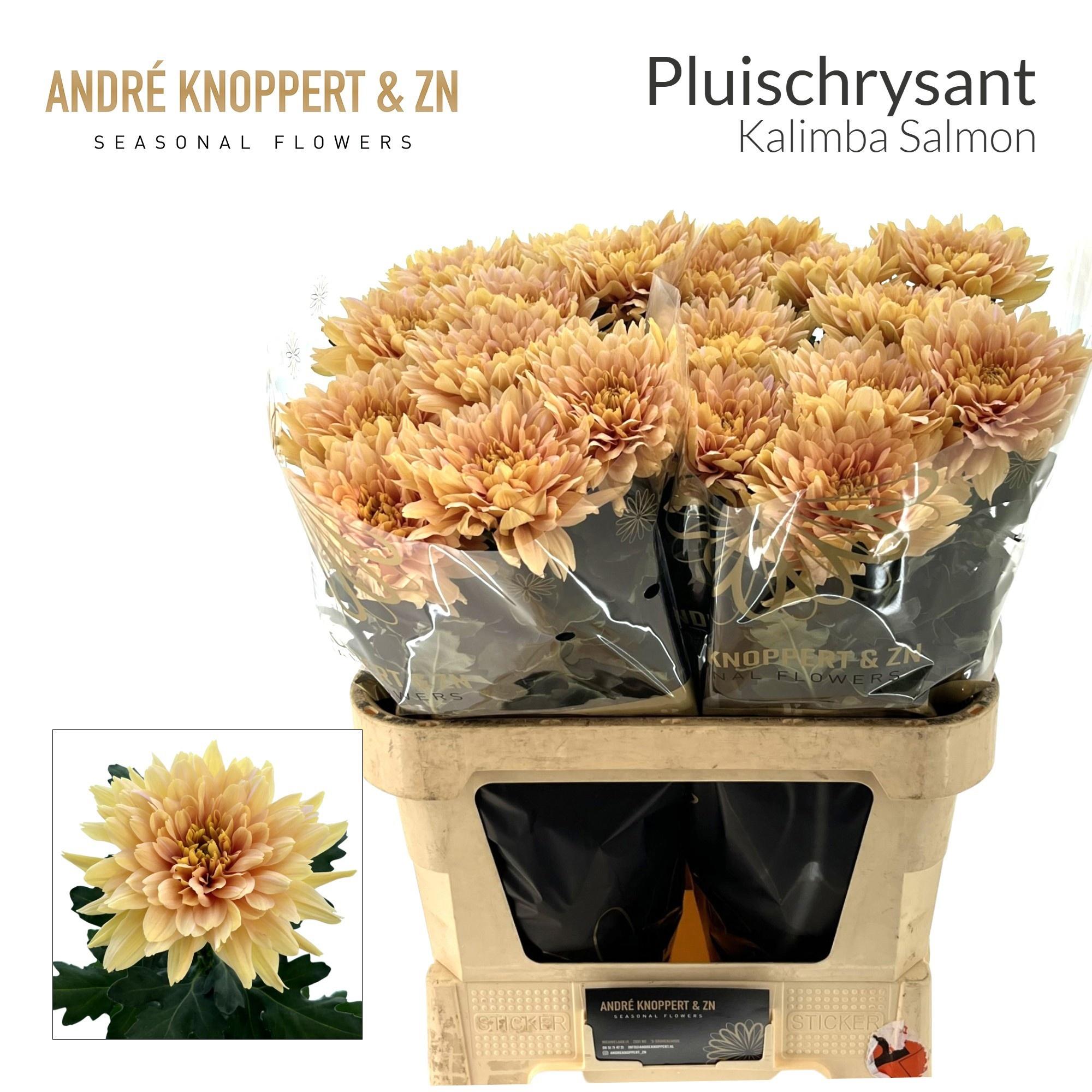 Chrysanth Single Kalimba Salmon 85cm 140gr.