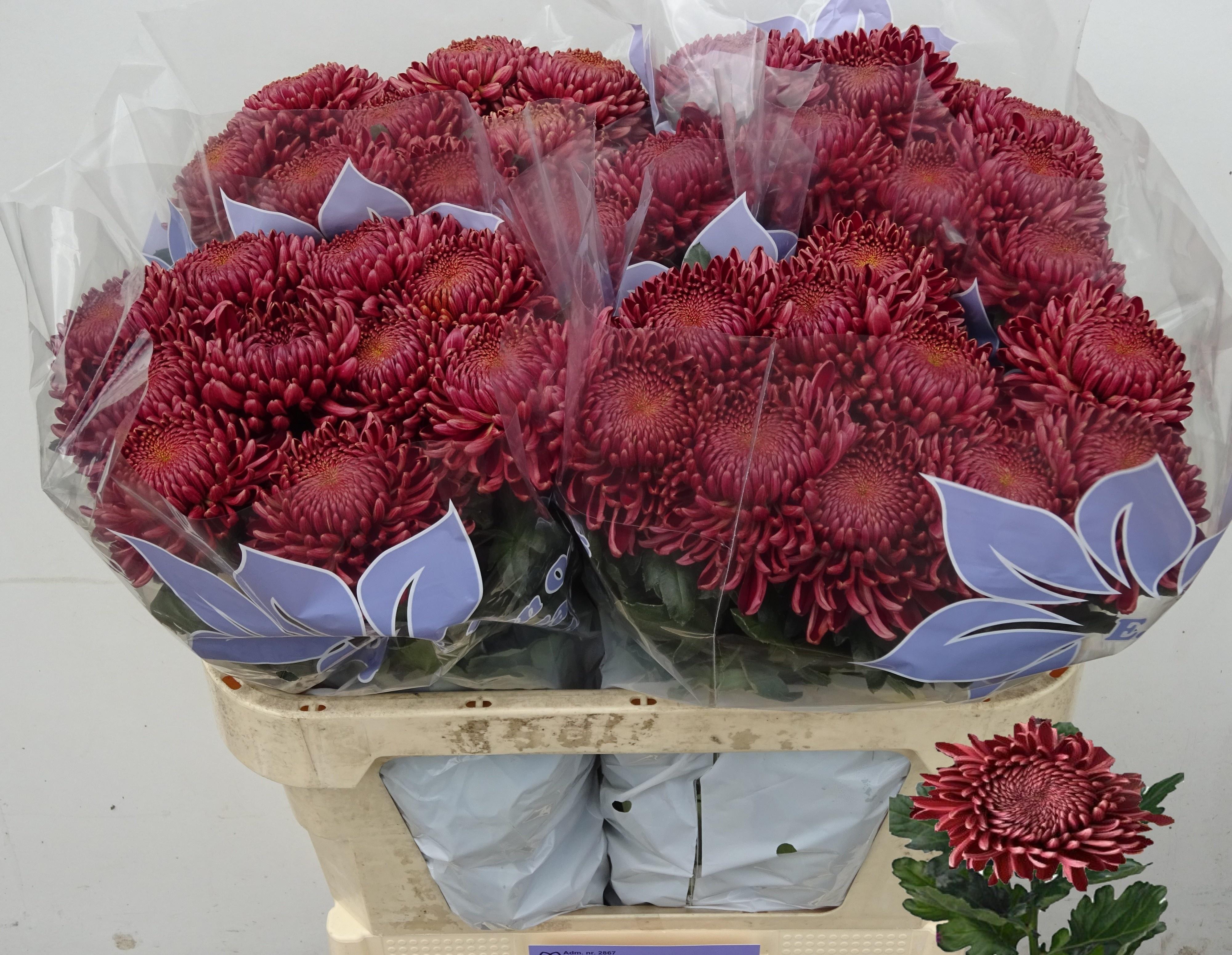 Chrysanth Single Bigoudi Red 75cm 110gr.