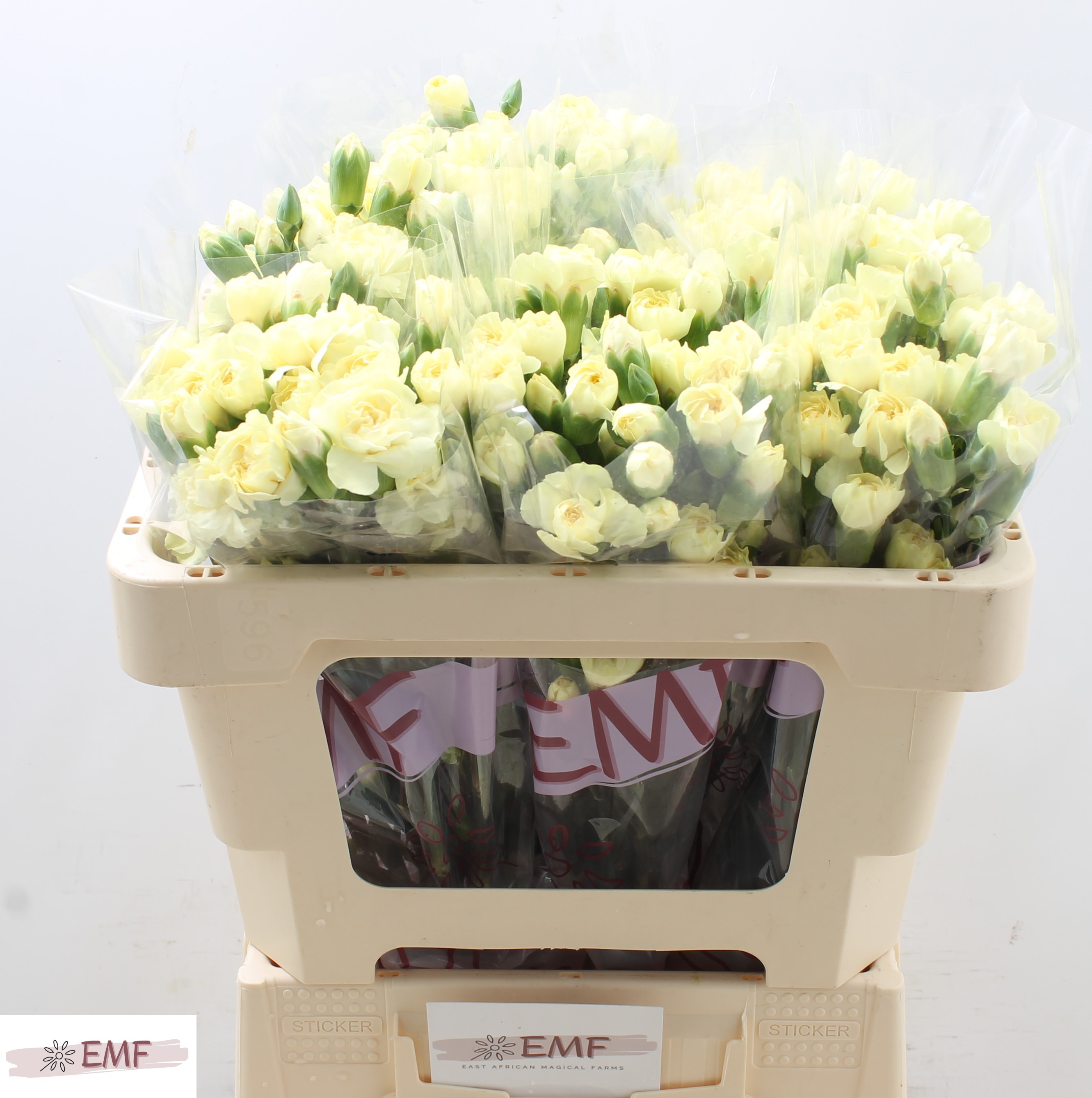 Dianthus Spray Xanthe 50cm