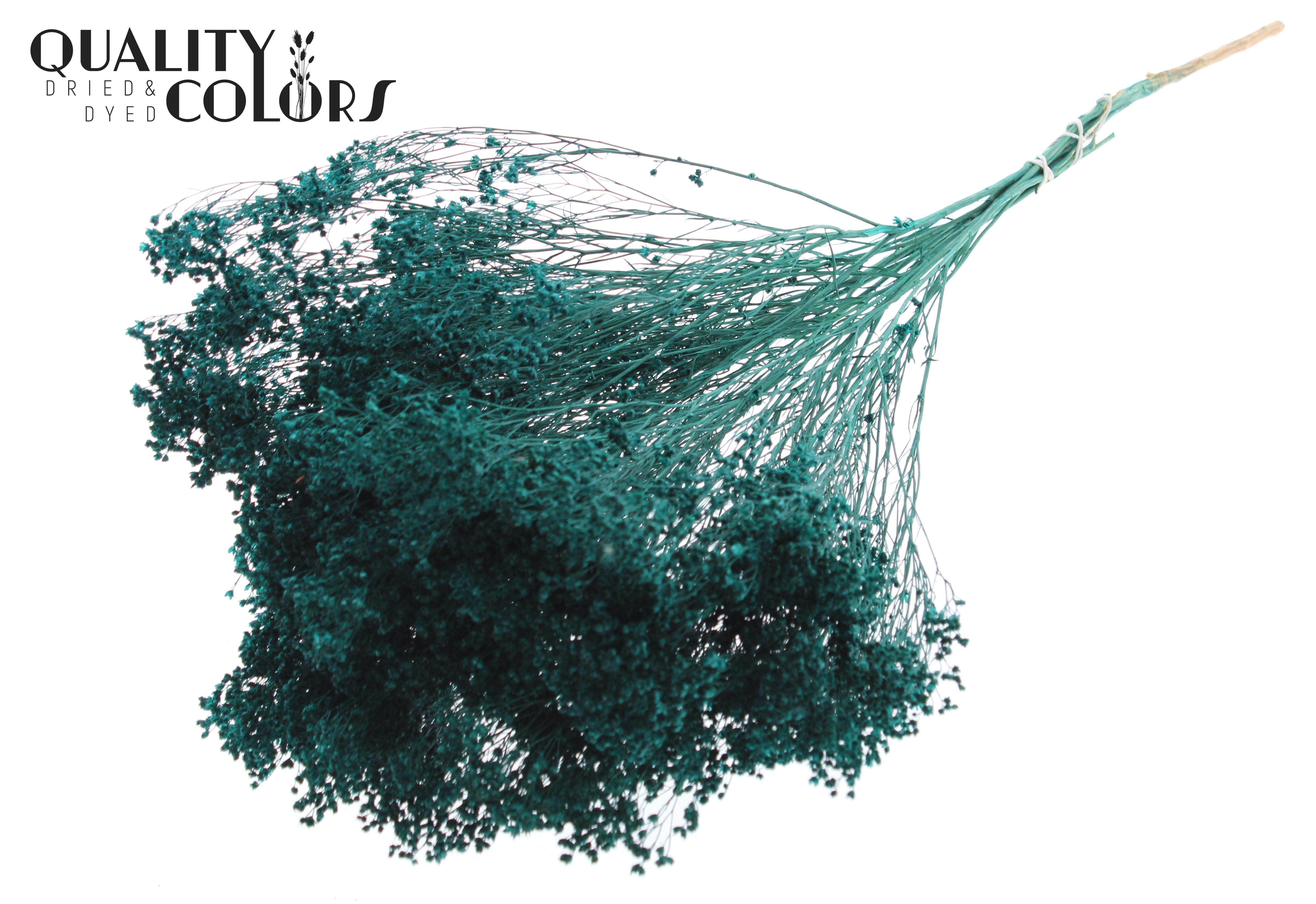 Broom Bloom Turquoise Per Bunch 50cm