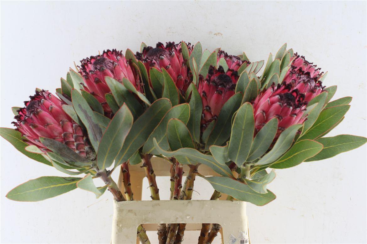 Protea Ruby Princess