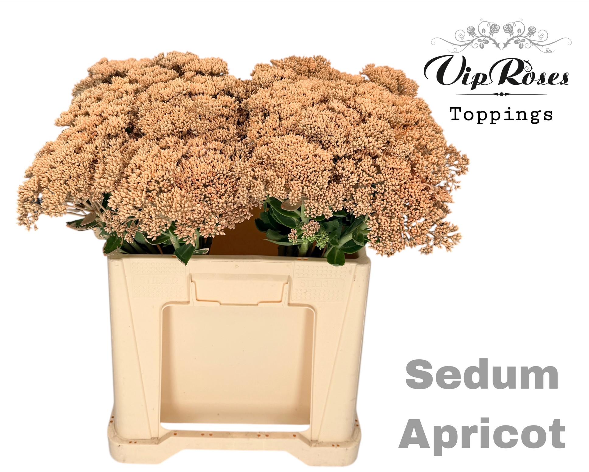 Sedum Apricot 55 cm