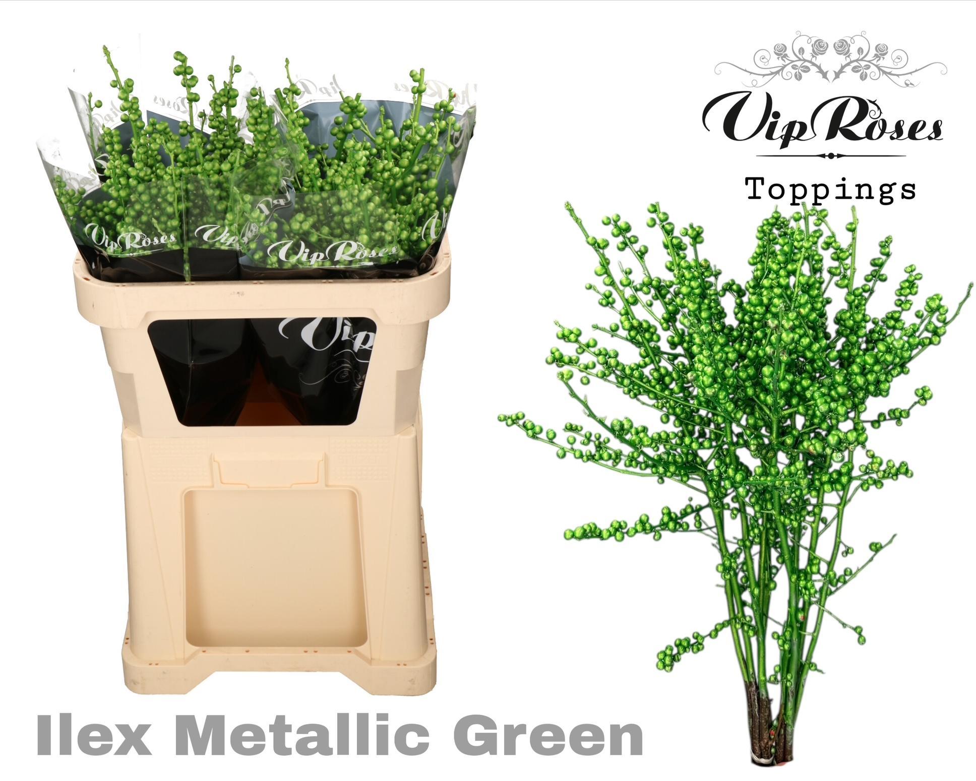 Ilex Dyed Frosty 70cm