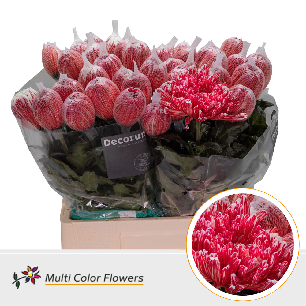 Chrysanth Single Painted Antonov Red 70cm