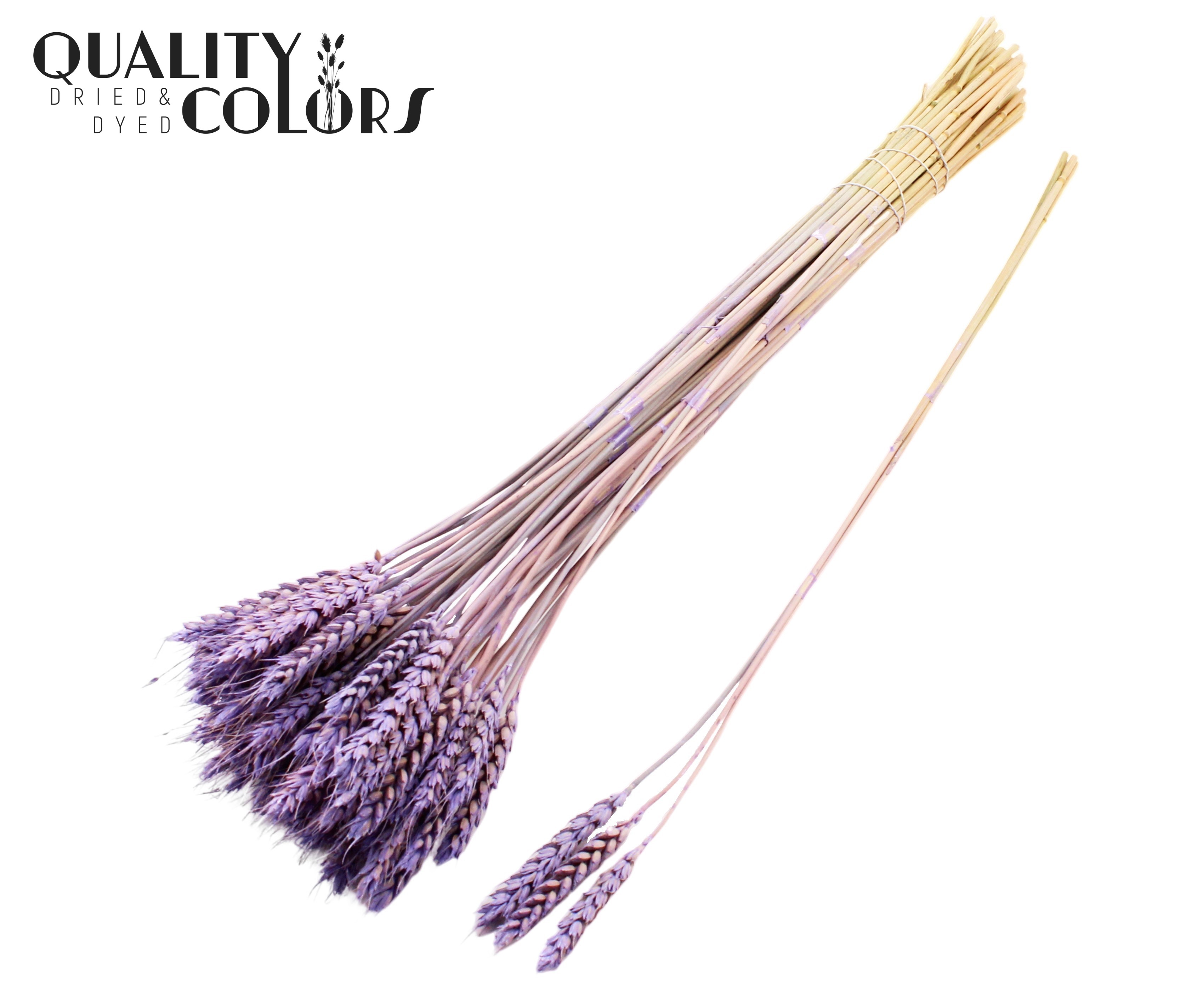 Triticum Tuft Frosted Milka 55cm