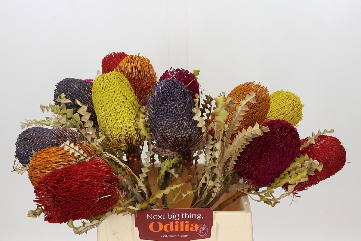 Banksia Speciosa Mix Dry