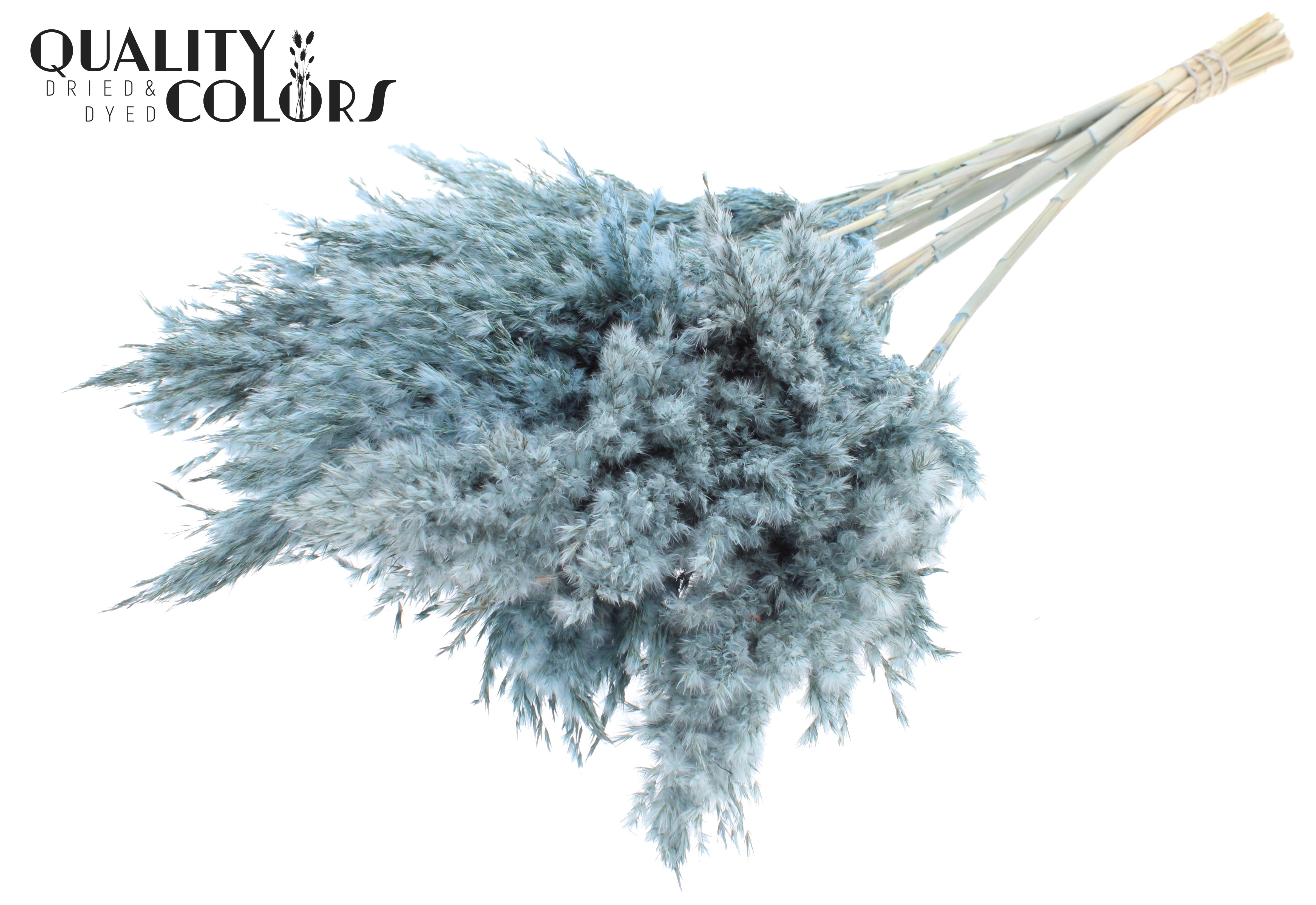 Pampas Grass Frosted Light Blue Per Bunch 70cm