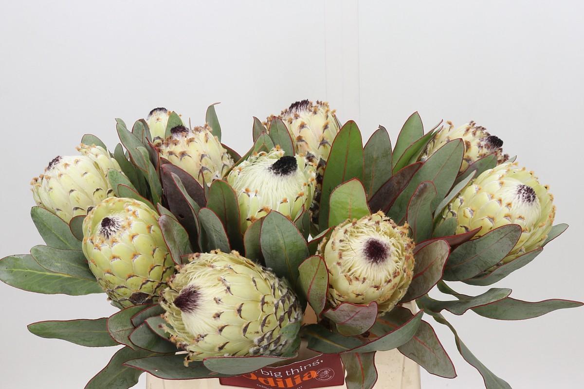 Protea Barbigera Ice Queen Air