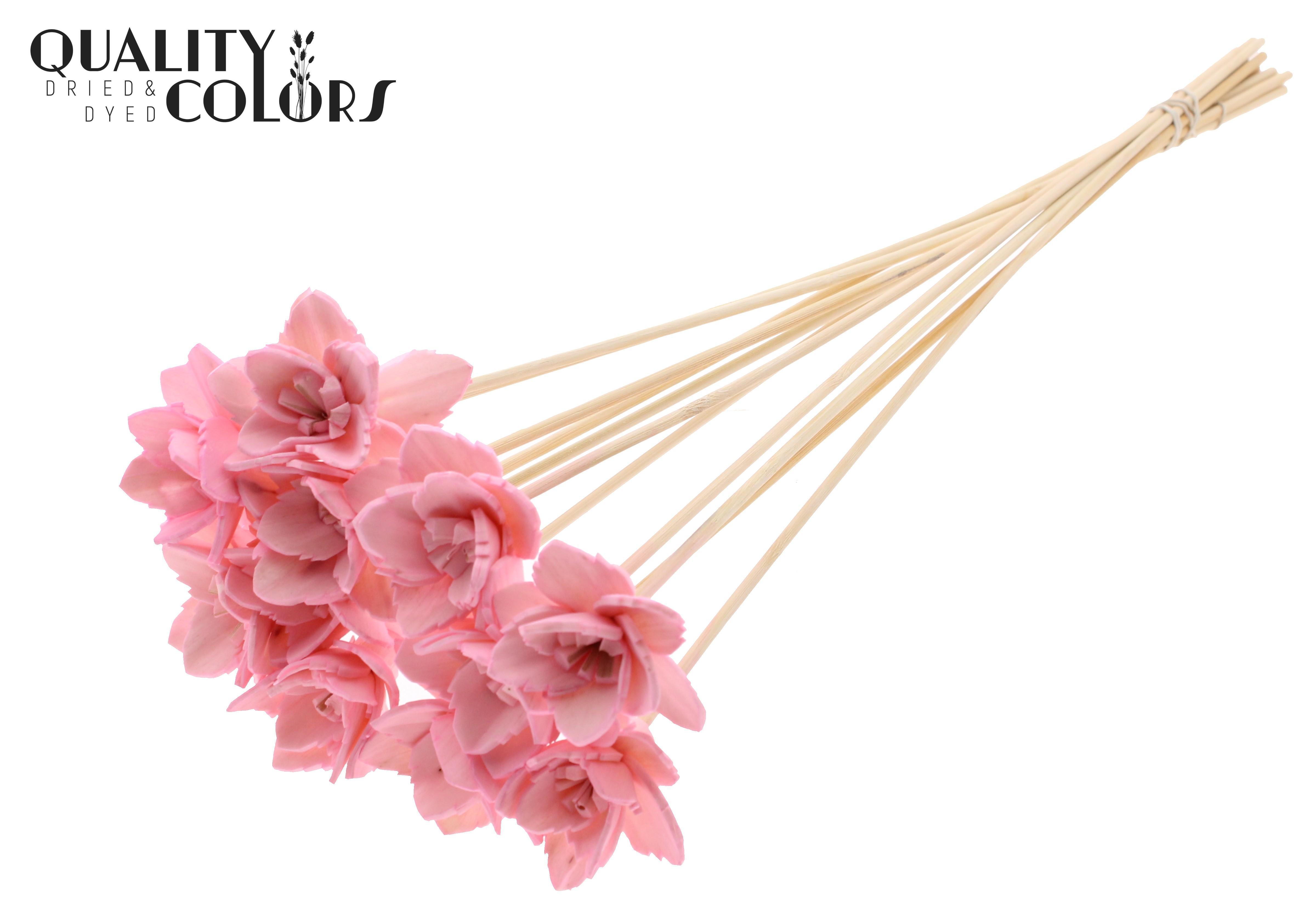 Shola Queen Pink 50cm
