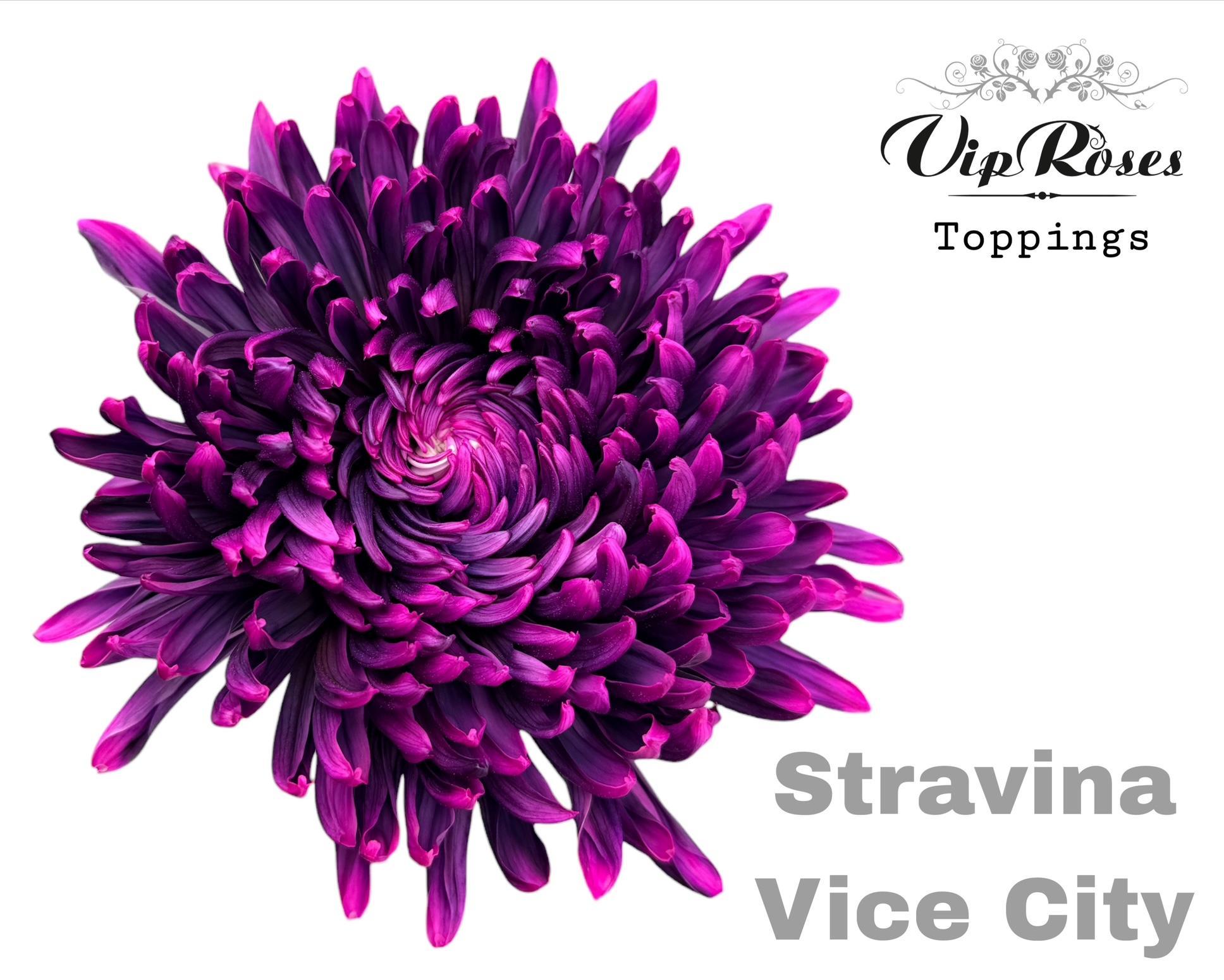 Chr G Stravina Vice City 65 cm