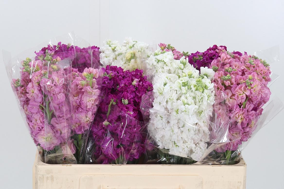 Matthiola Incana Mix