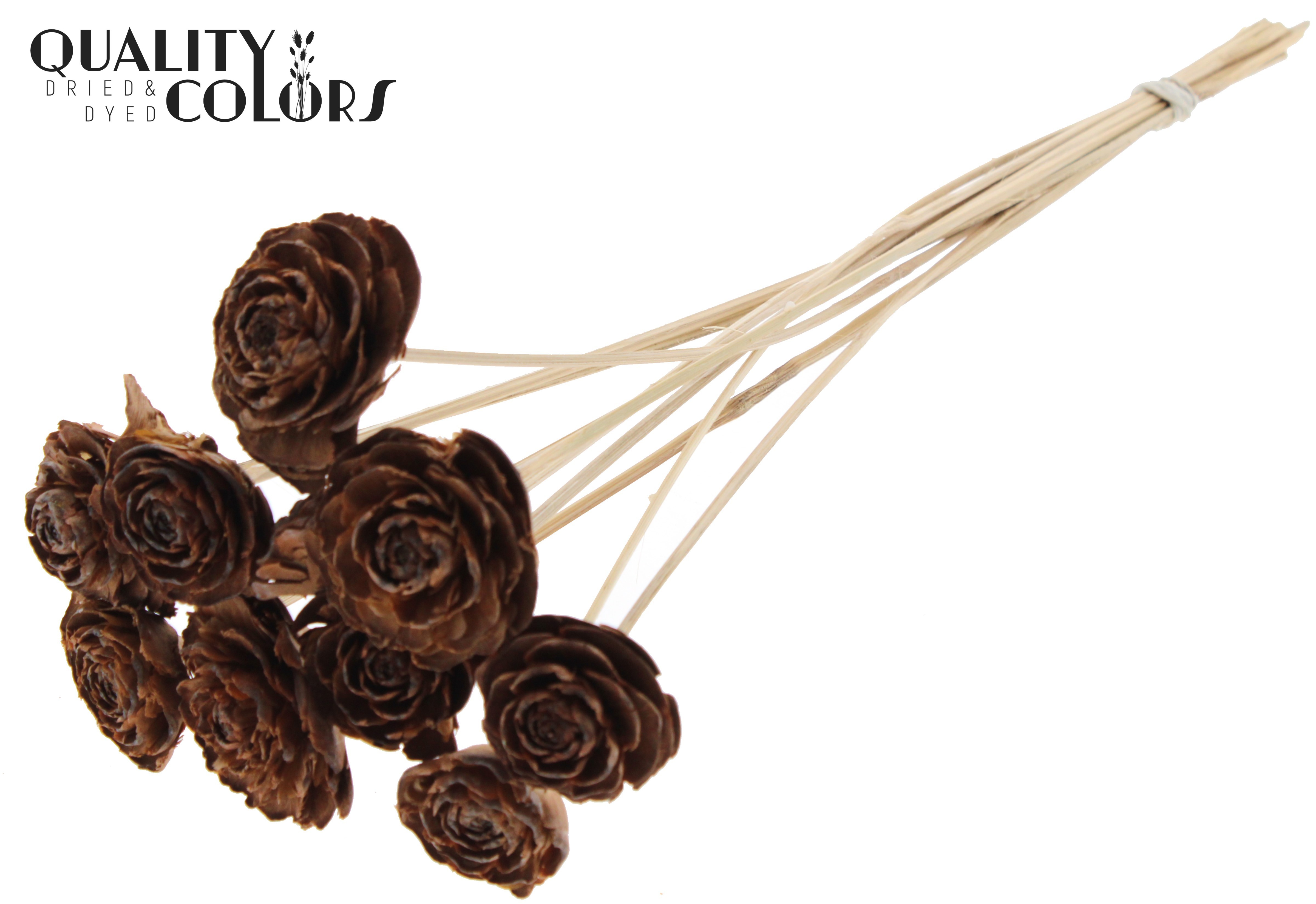 Cedar Rose Natural 50cm