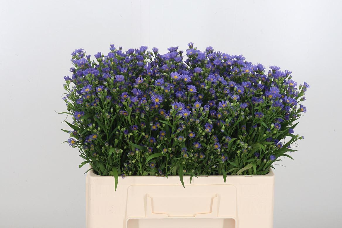 Aster Casamare