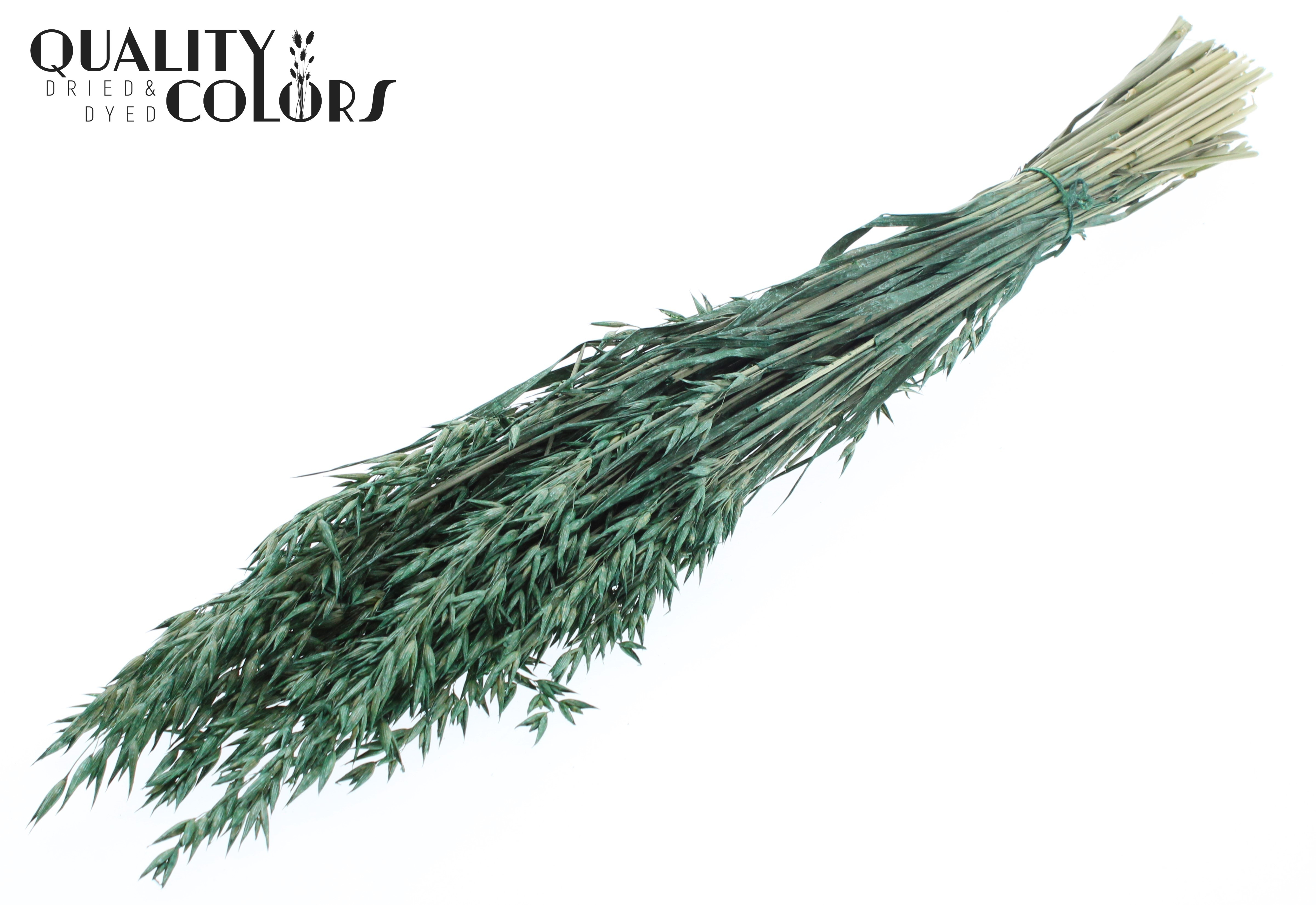 Avena Pearl Green Per Bunch 60cm