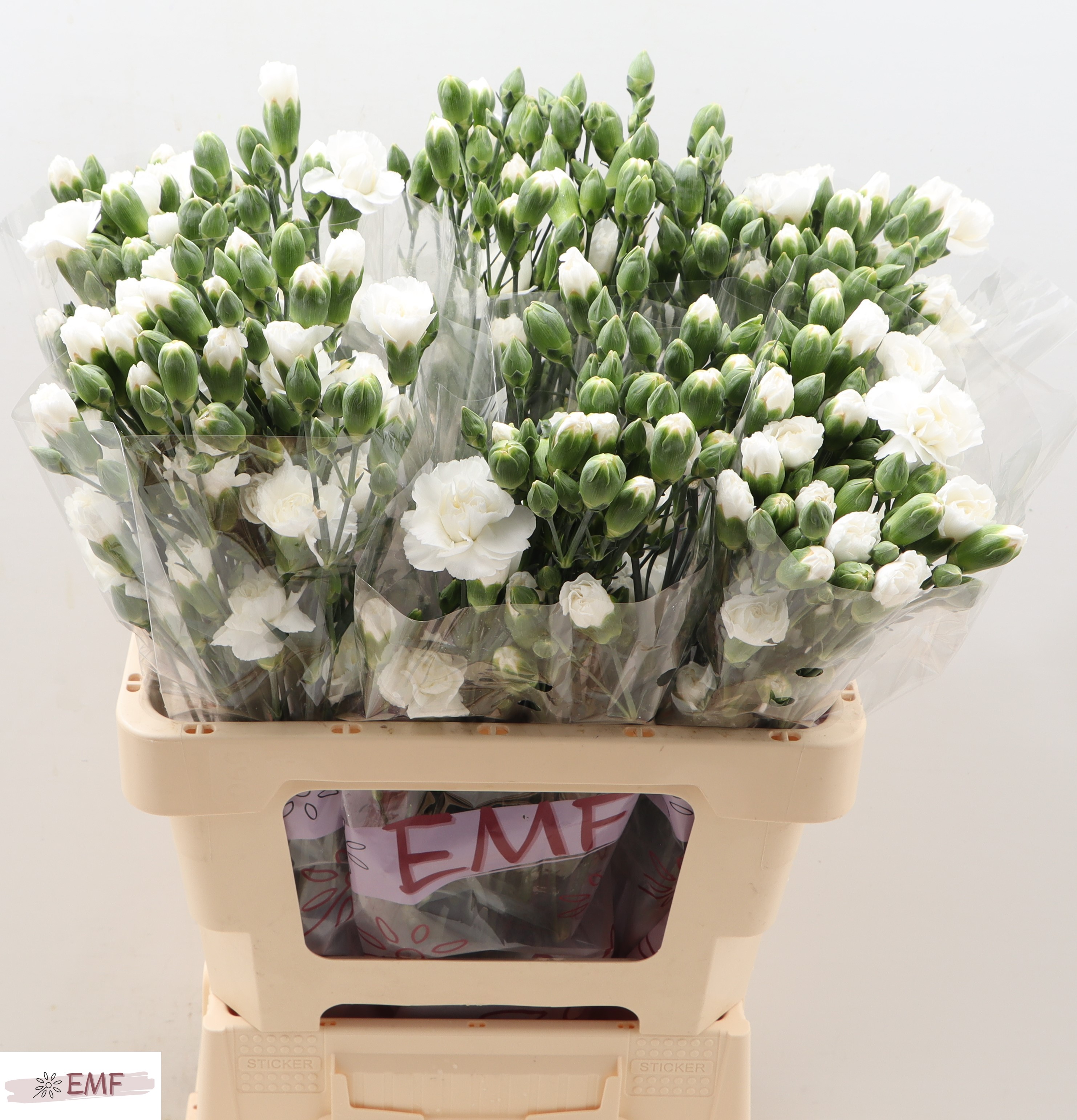 Dianthus Spray Blanquita 60cm