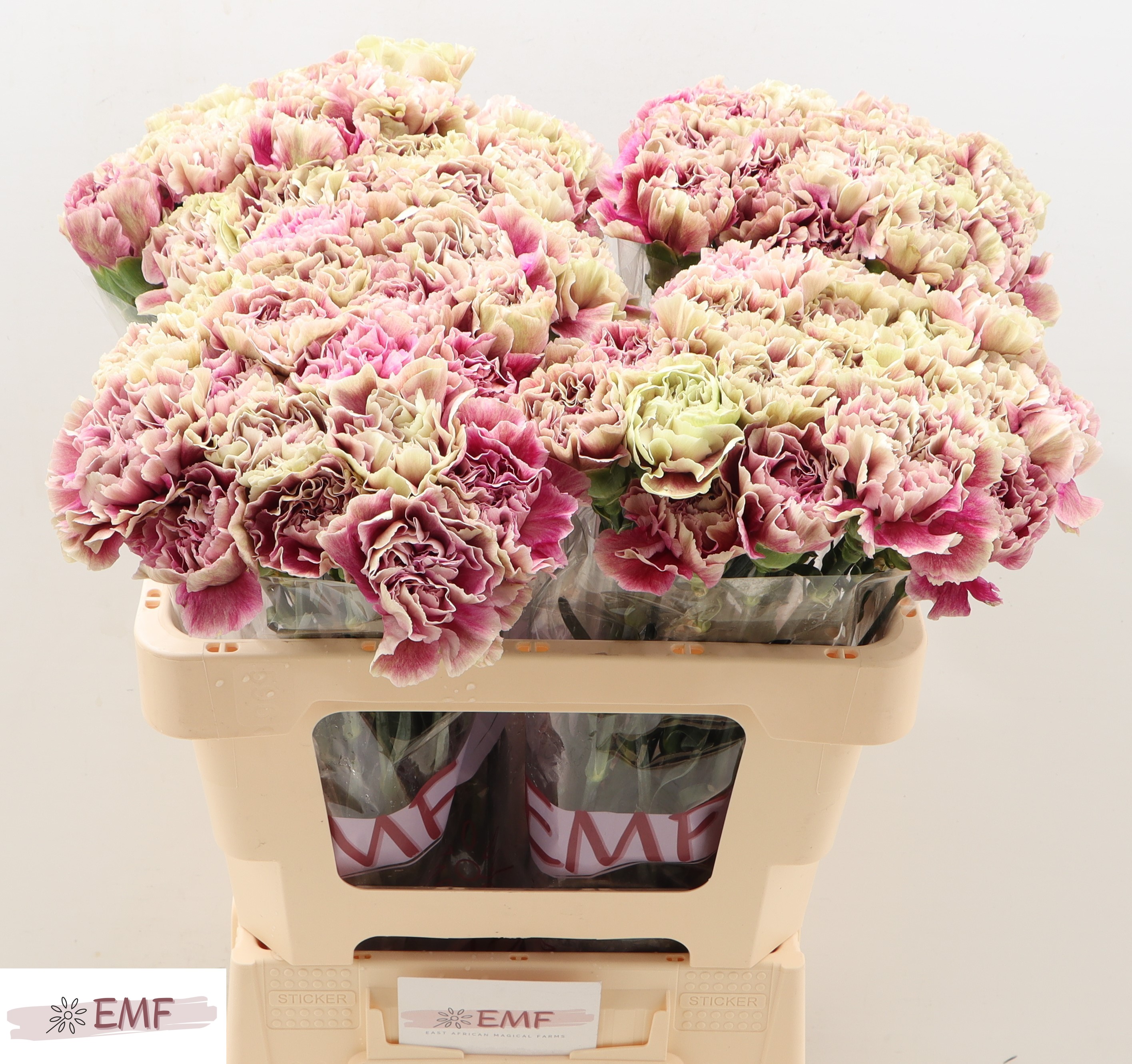 Dianthus Single Antigua 55cm
