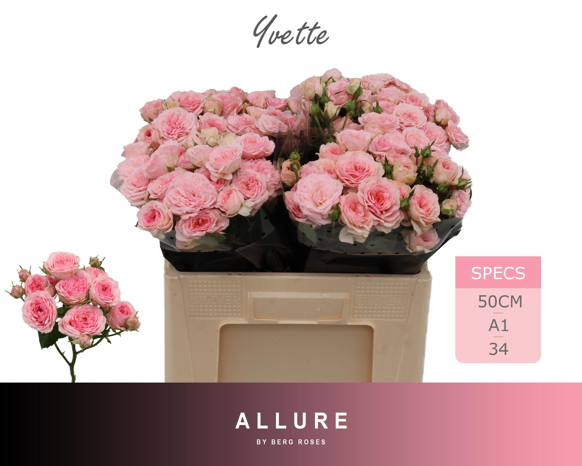 Rosa Spr Yvette 50cm