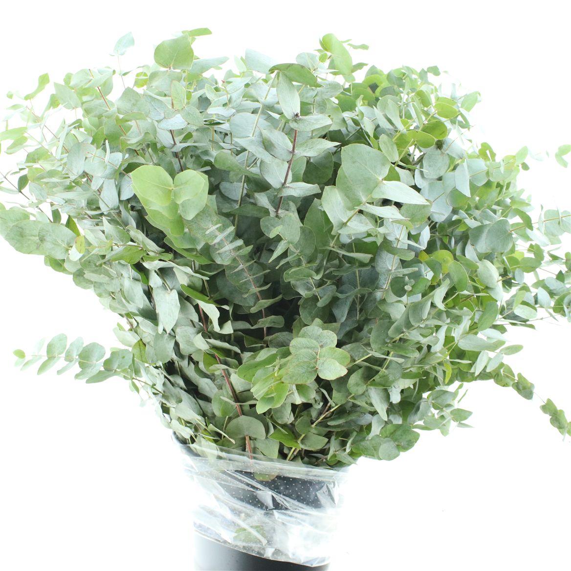 Euca Cinerea Long 400grams