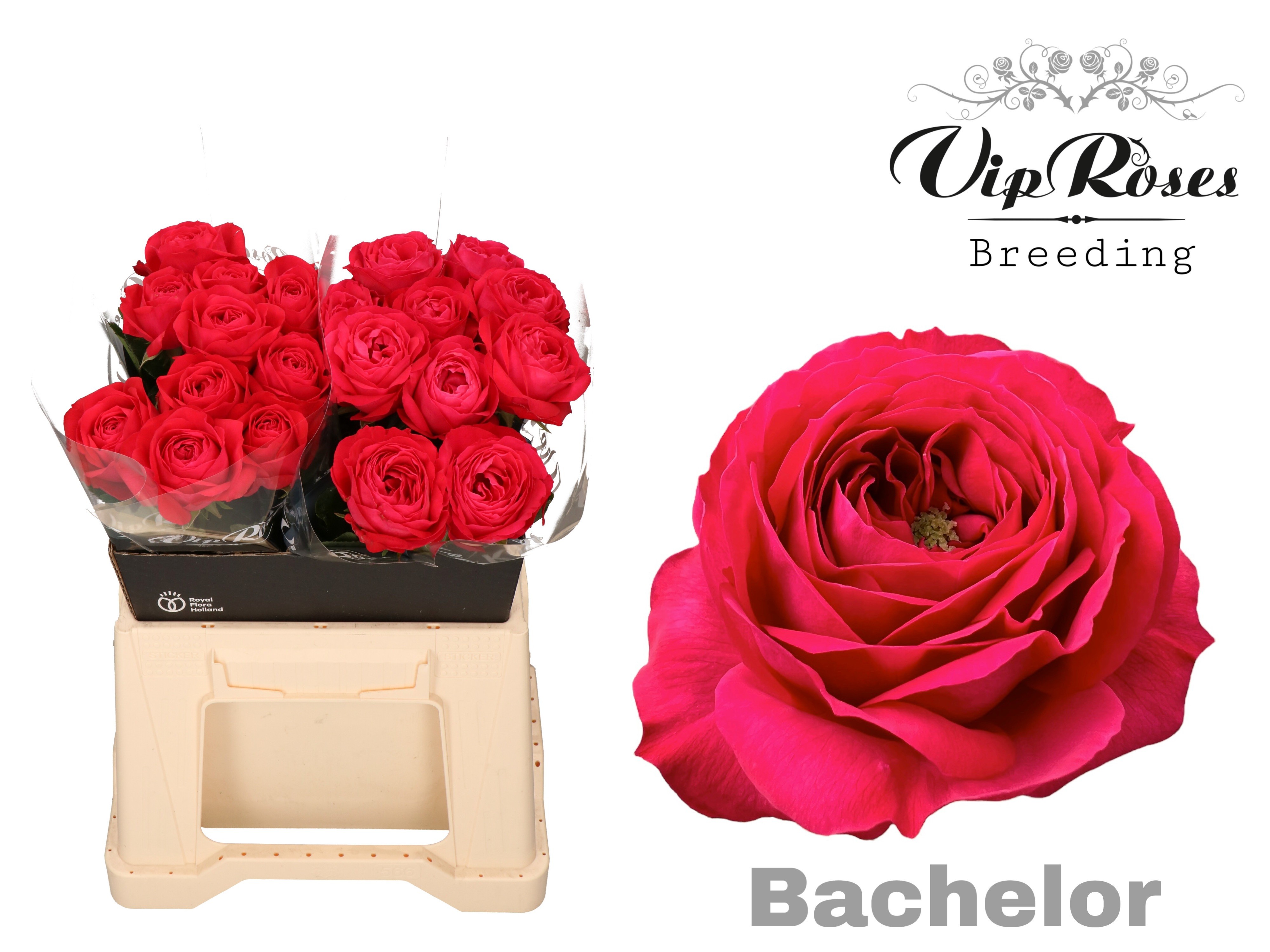 R Gr Bachelor X20 40 cm