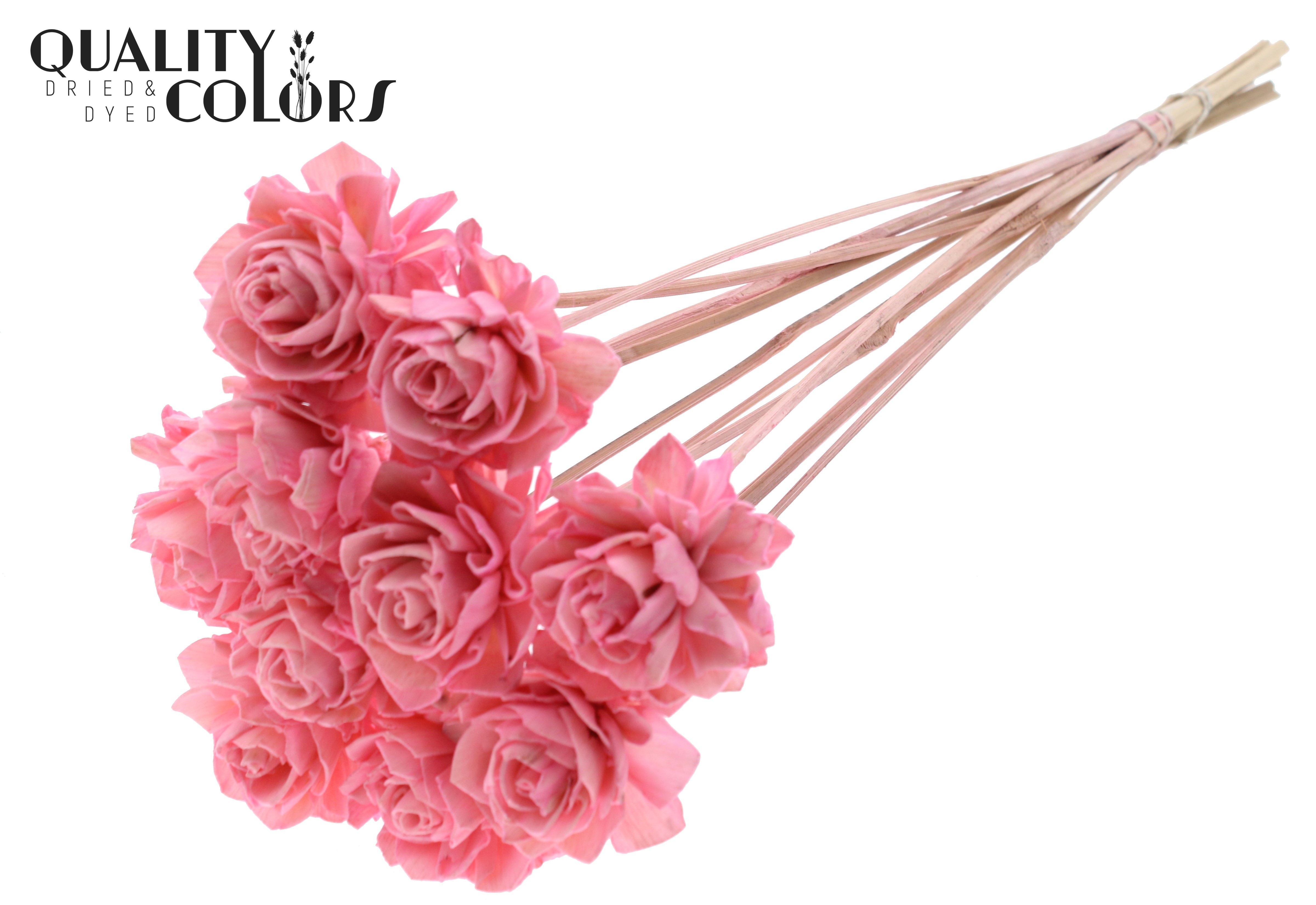 Shola Dhaliya Light Pink 50cm