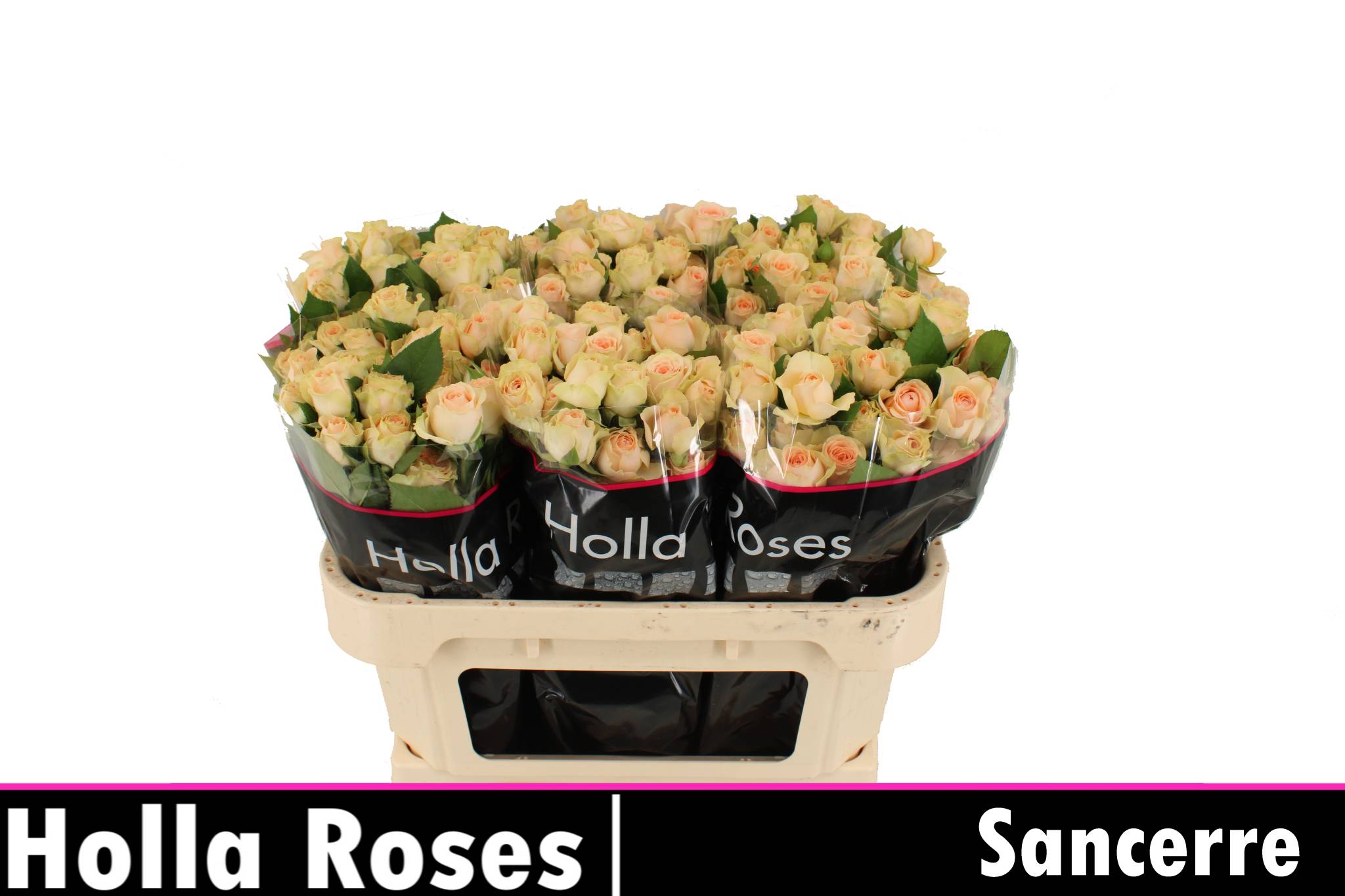Rosa Spr Sancerre 70cm