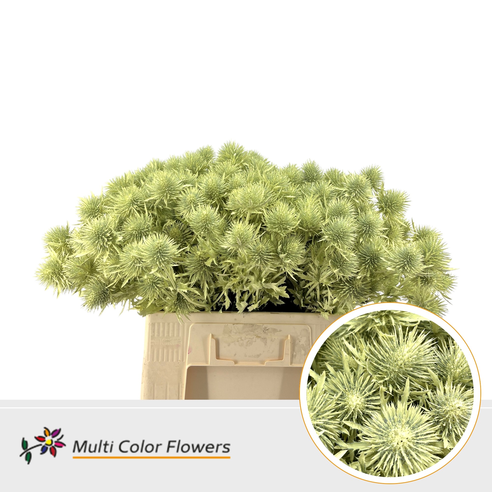 Eryngium Creme