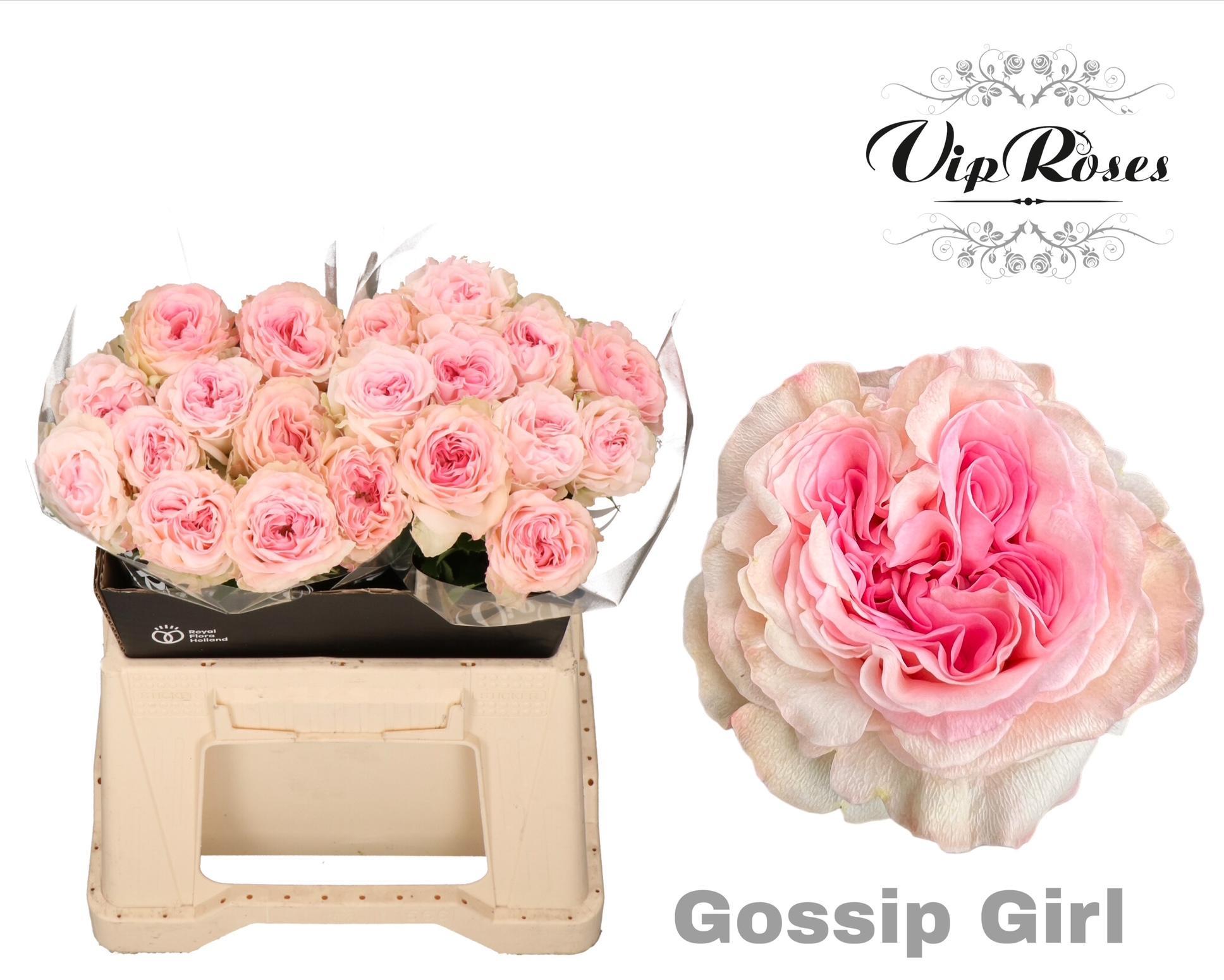 Rosa Garden Vip Gossip Girl 40cm