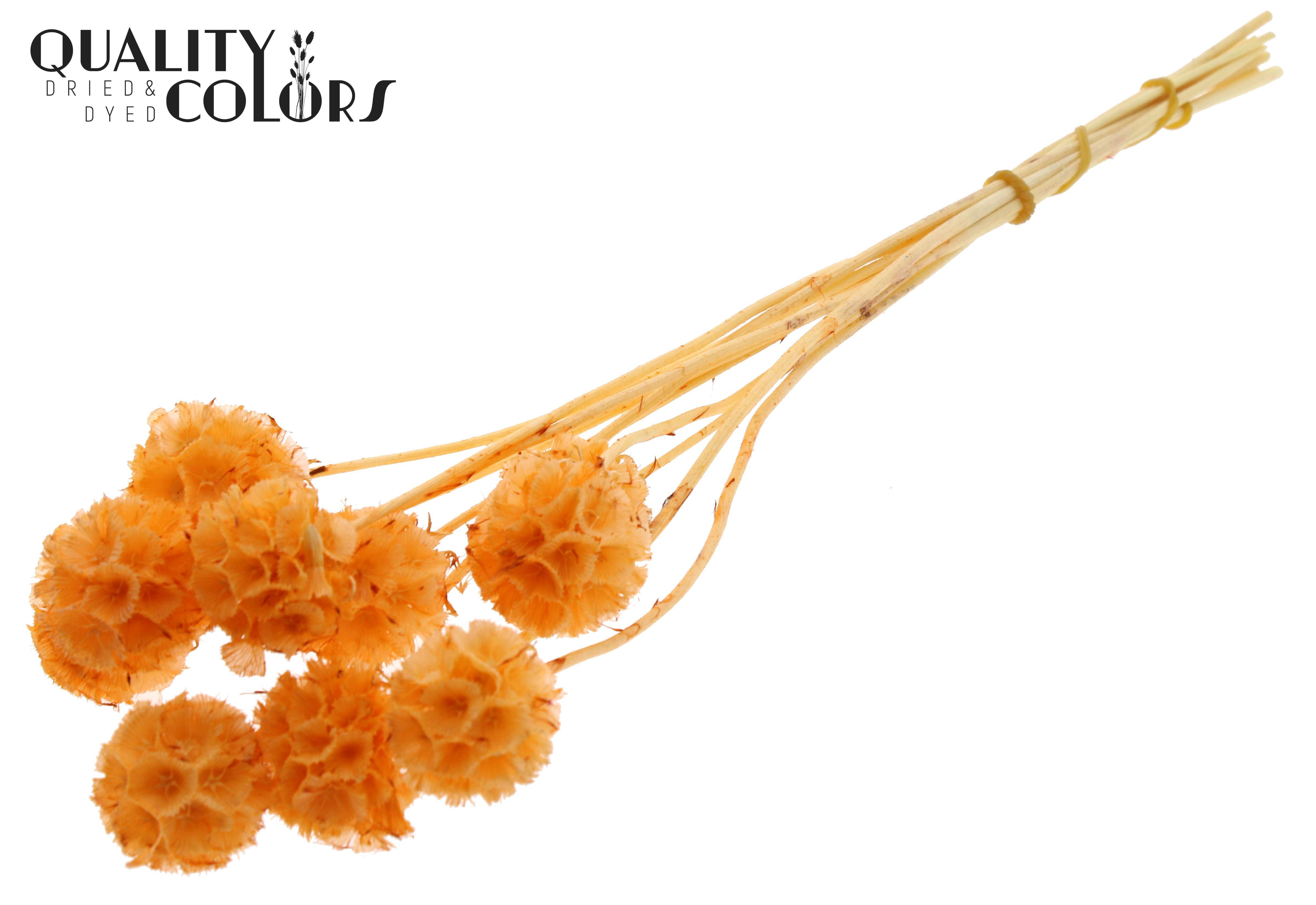 Scabiosa Salmon Per Bunch 35cm