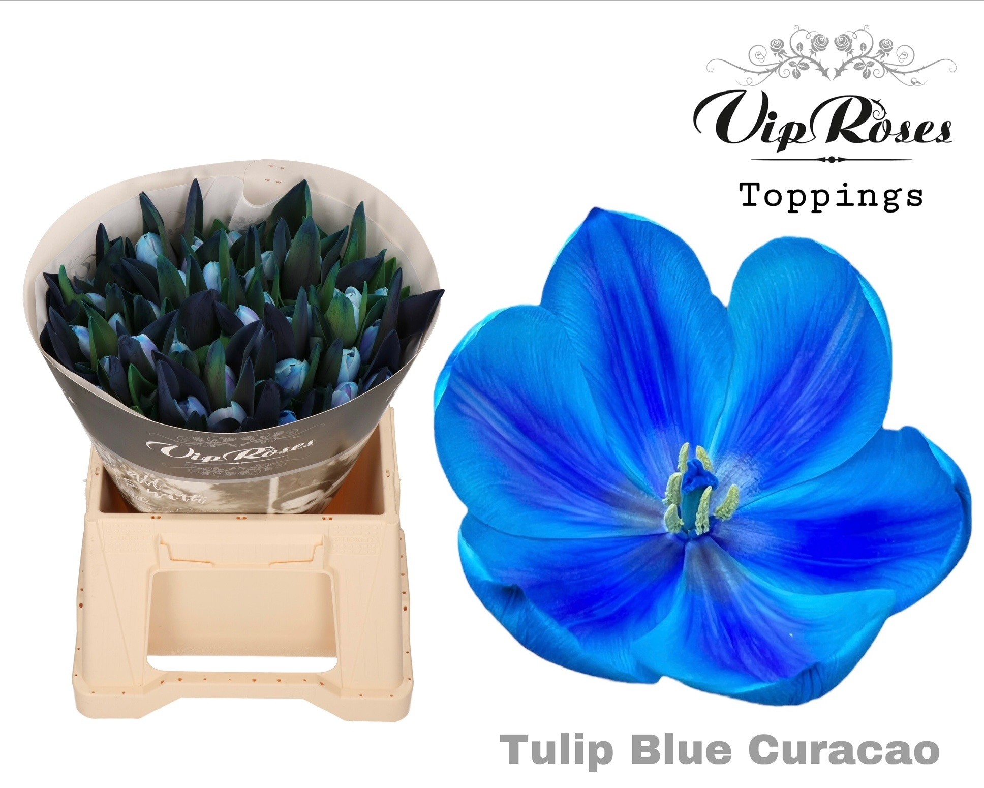 Tu En Rv Blue Curacao 38 cm