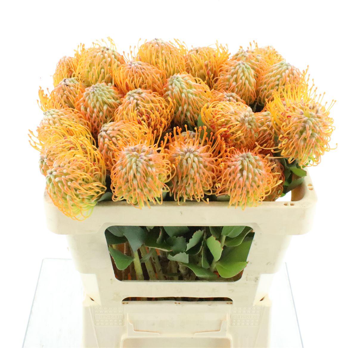 Leuco Soleil X20